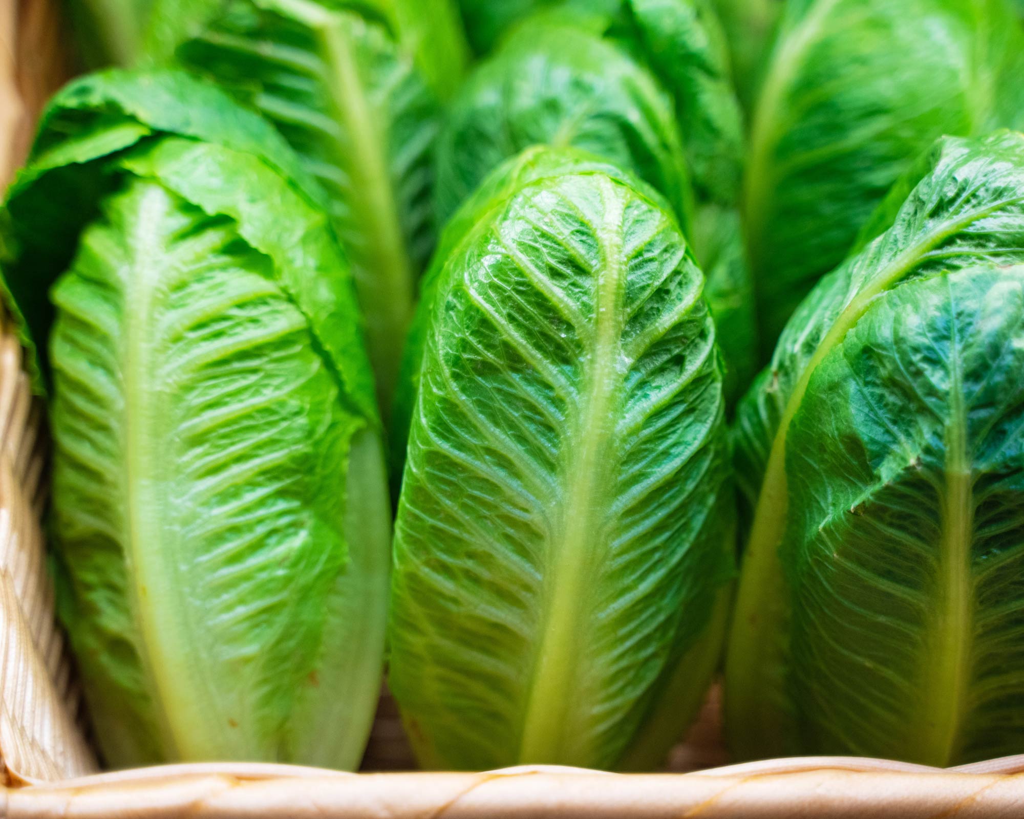 Semi di Lattuga Romana Bionda - Franchi sementi - immagine 3