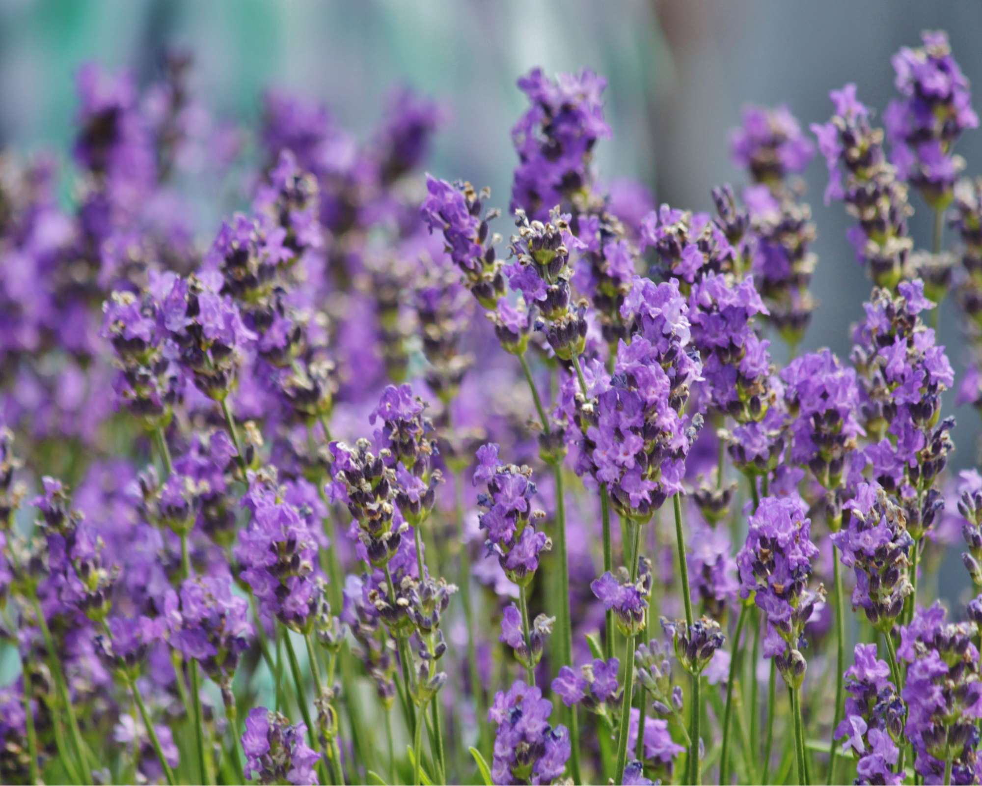 Semi di Lavanda - Franchi sementi - immagine 3