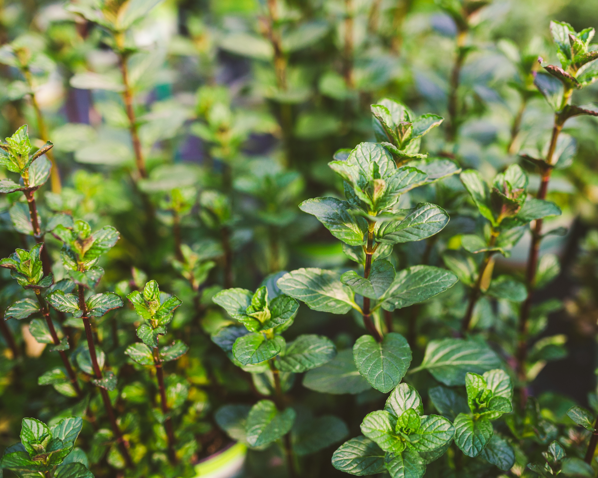 Semi di Menta Piperita - Franchi sementi - immagine 3