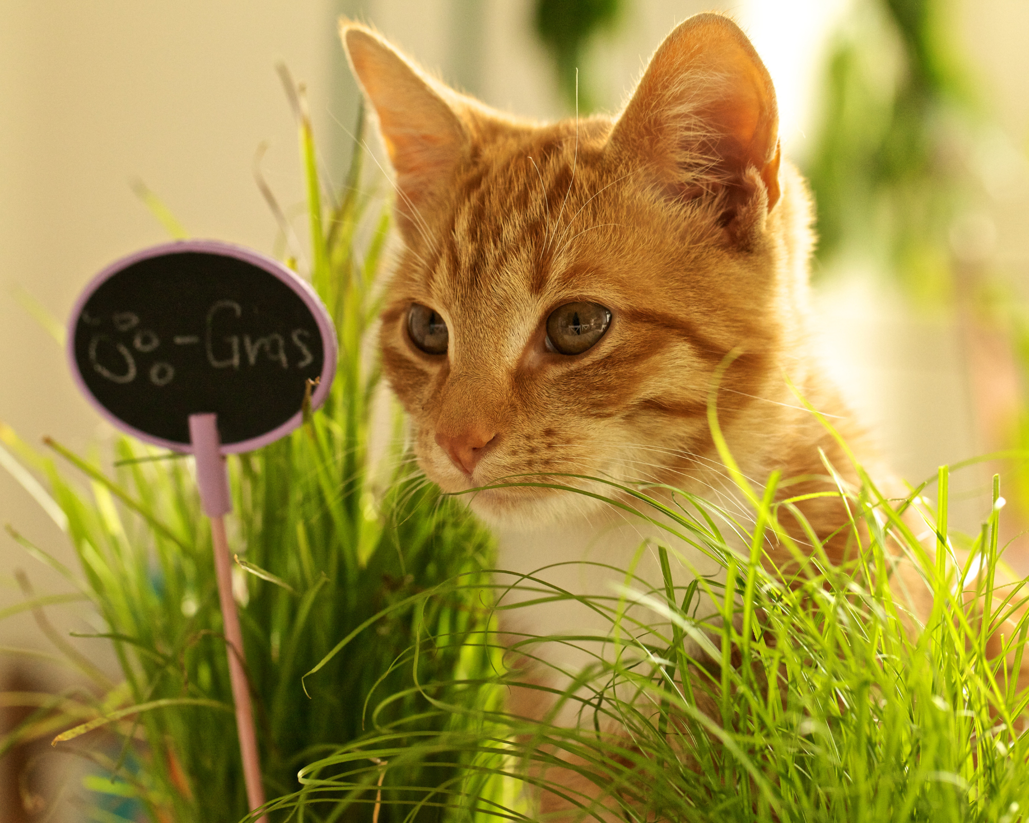 Semi di Erba Gatta - Franchi sementi - immagine 3