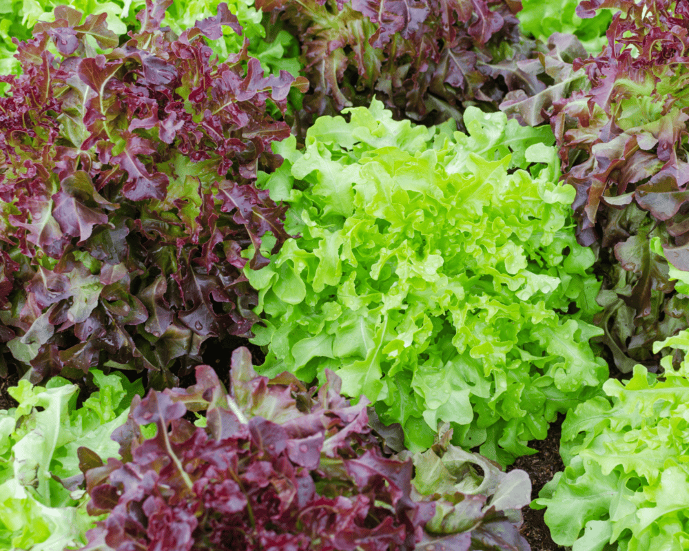 Colpo Superiore, Fine Su Dei Tipi Differenti Di Lattughe Appena Raccolte Verdi E Rosse Porpora Lattuga Riccia Rucola C Con Le Gocce Image141549015 - Foto 2