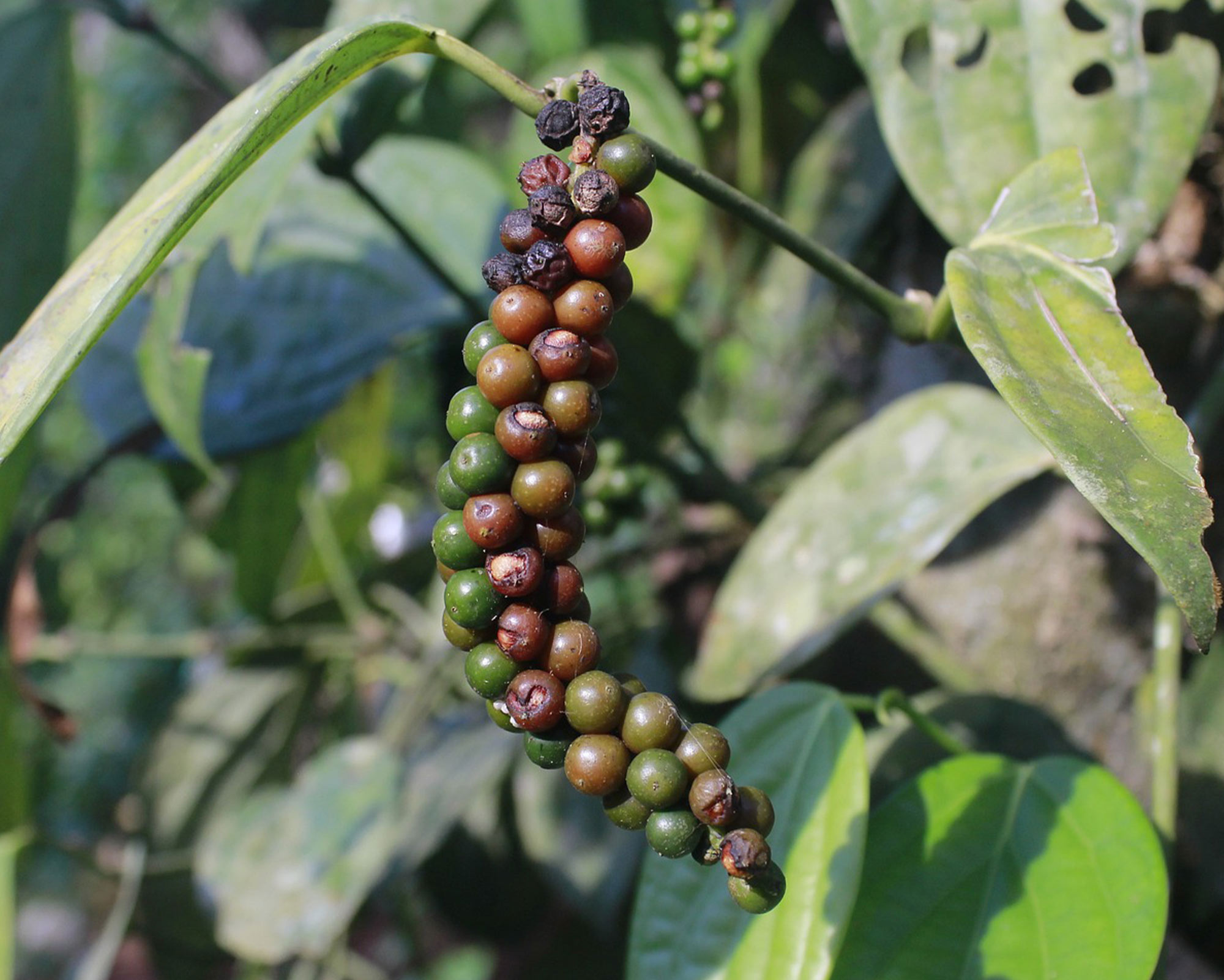 Semi di Pepe Nero - Franchi sementi - immagine 3