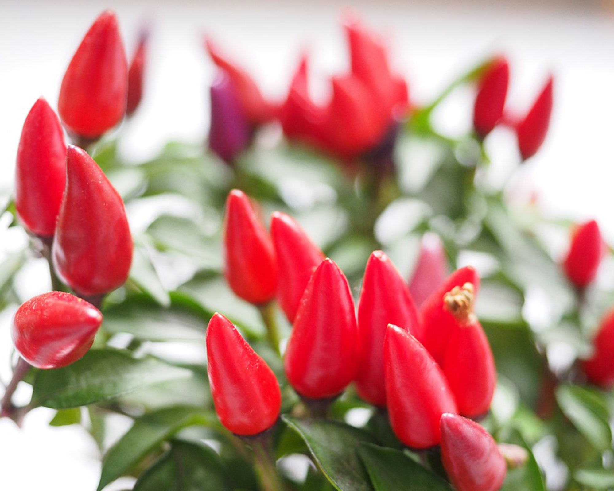 Semi di Peperoncino Adorno - Franchi sementi - immagine 3