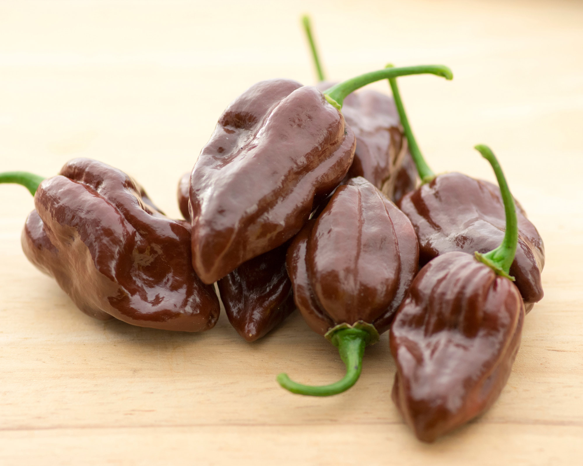Semi di Peperoncino Habanero Chocolate - Franchi sementi - immagine 3