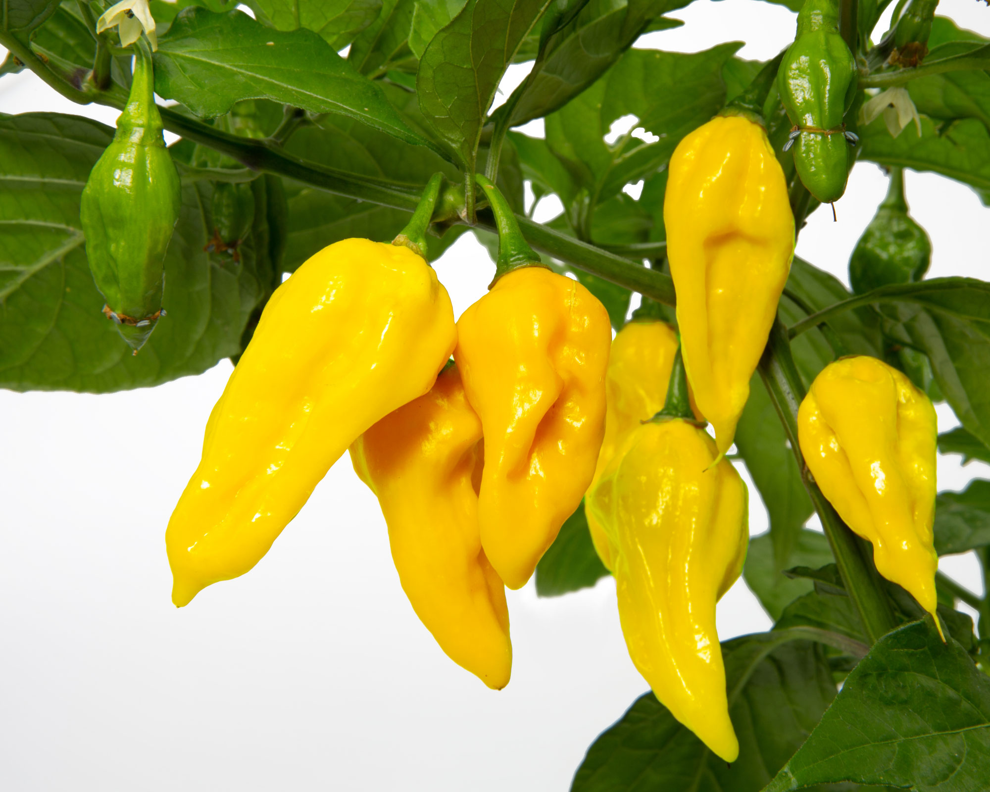 Semi di Peperoncino Habanero Yellow - Franchi sementi - immagine 3