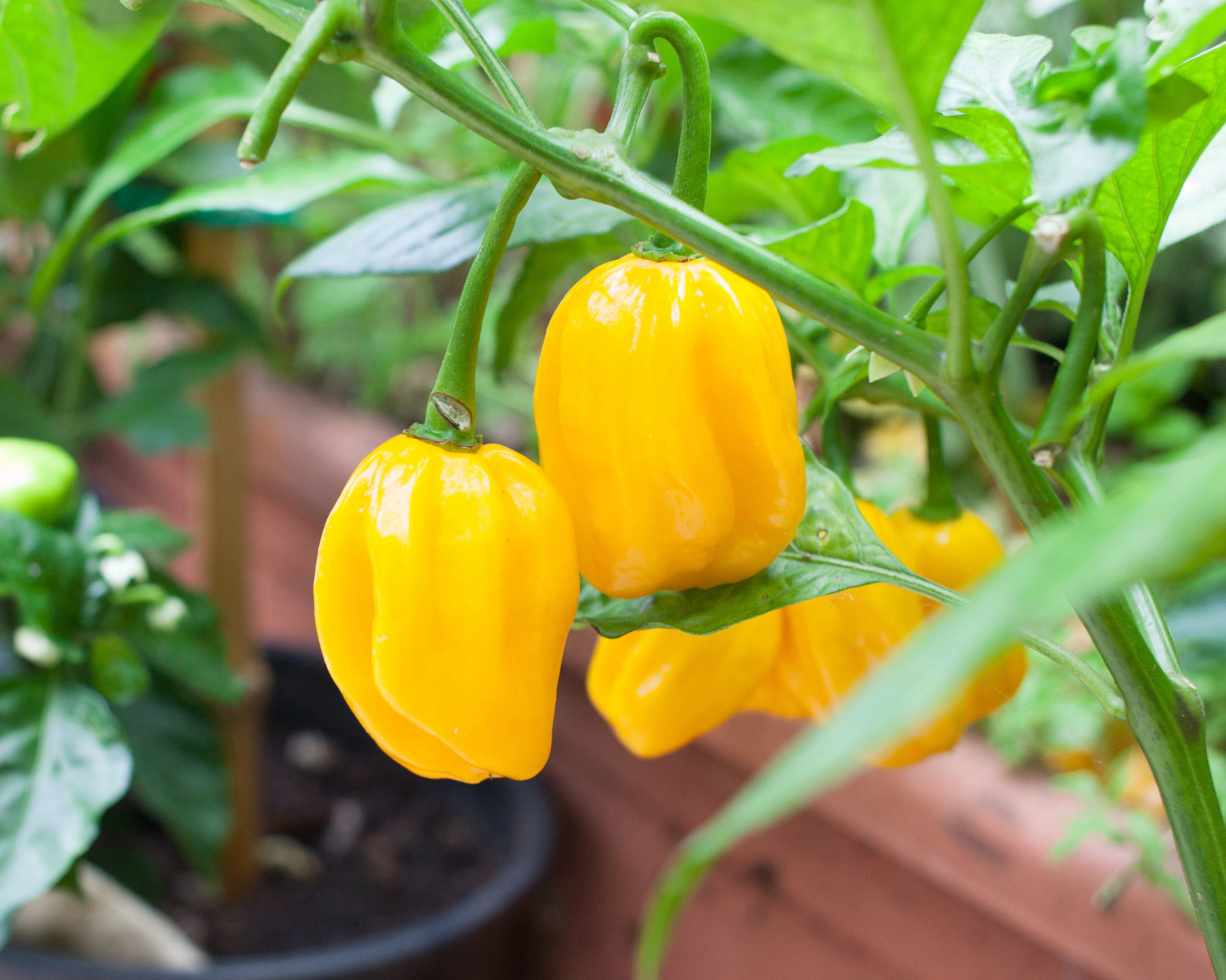 Semi di Peperoncino Lanterna Giallo - Franchi sementi - immagine 3