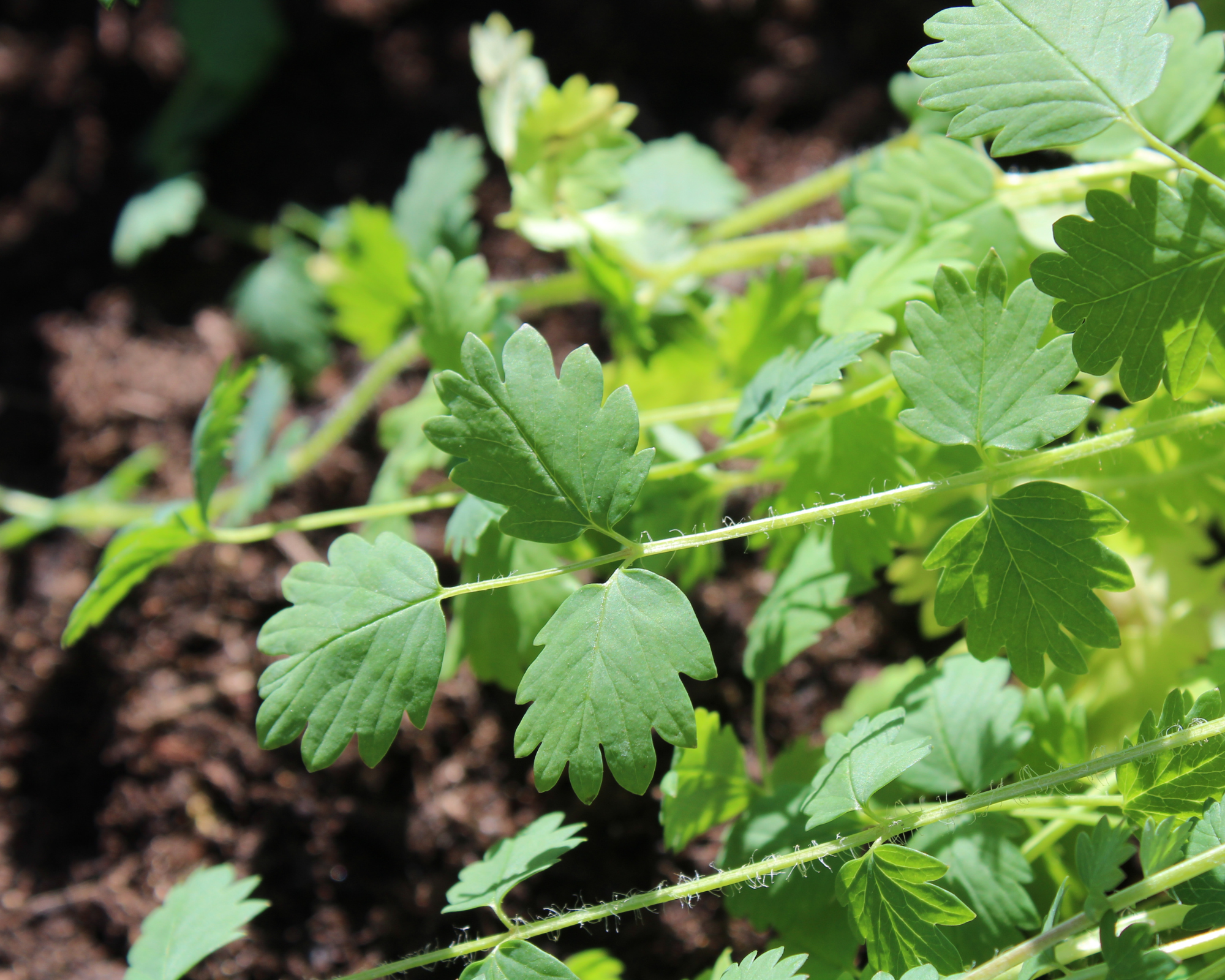 Semi di Pimpinella - Franchi sementi - immagine 3