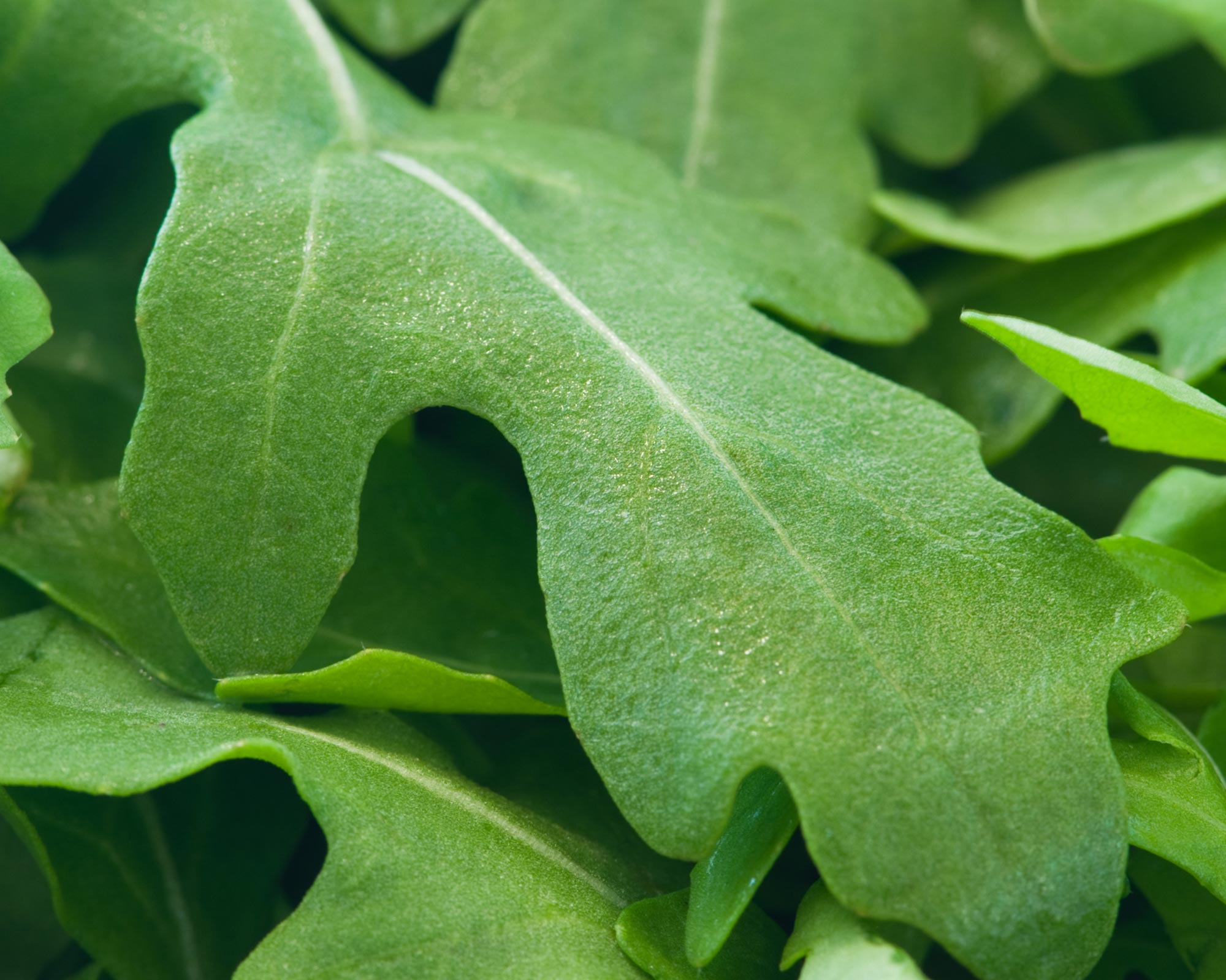 Semi di Prezzemolo Gigante di Napoli - Franchi sementi - immagine 3