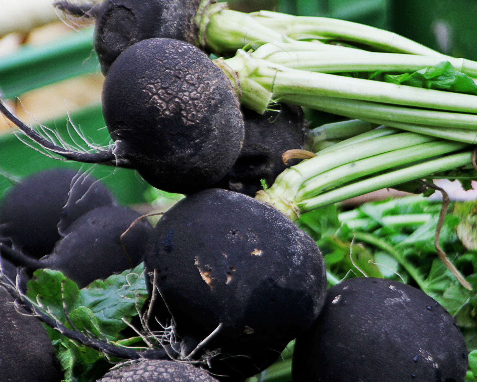 Semi di Ramolaccio Nero Inverno - Franchi sementi - immagine 3