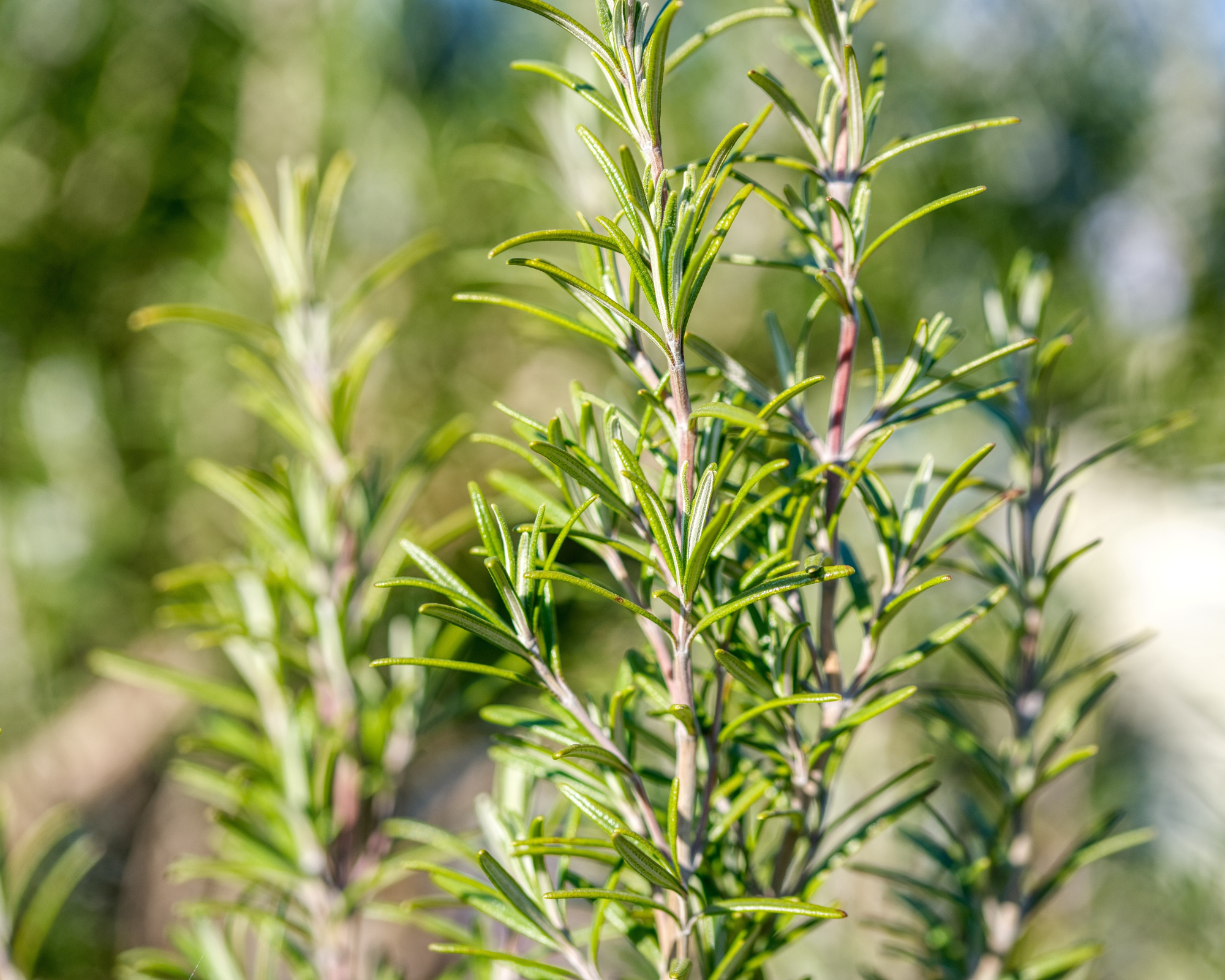 Semi di Rosmarino - Franchi sementi - immagine 3