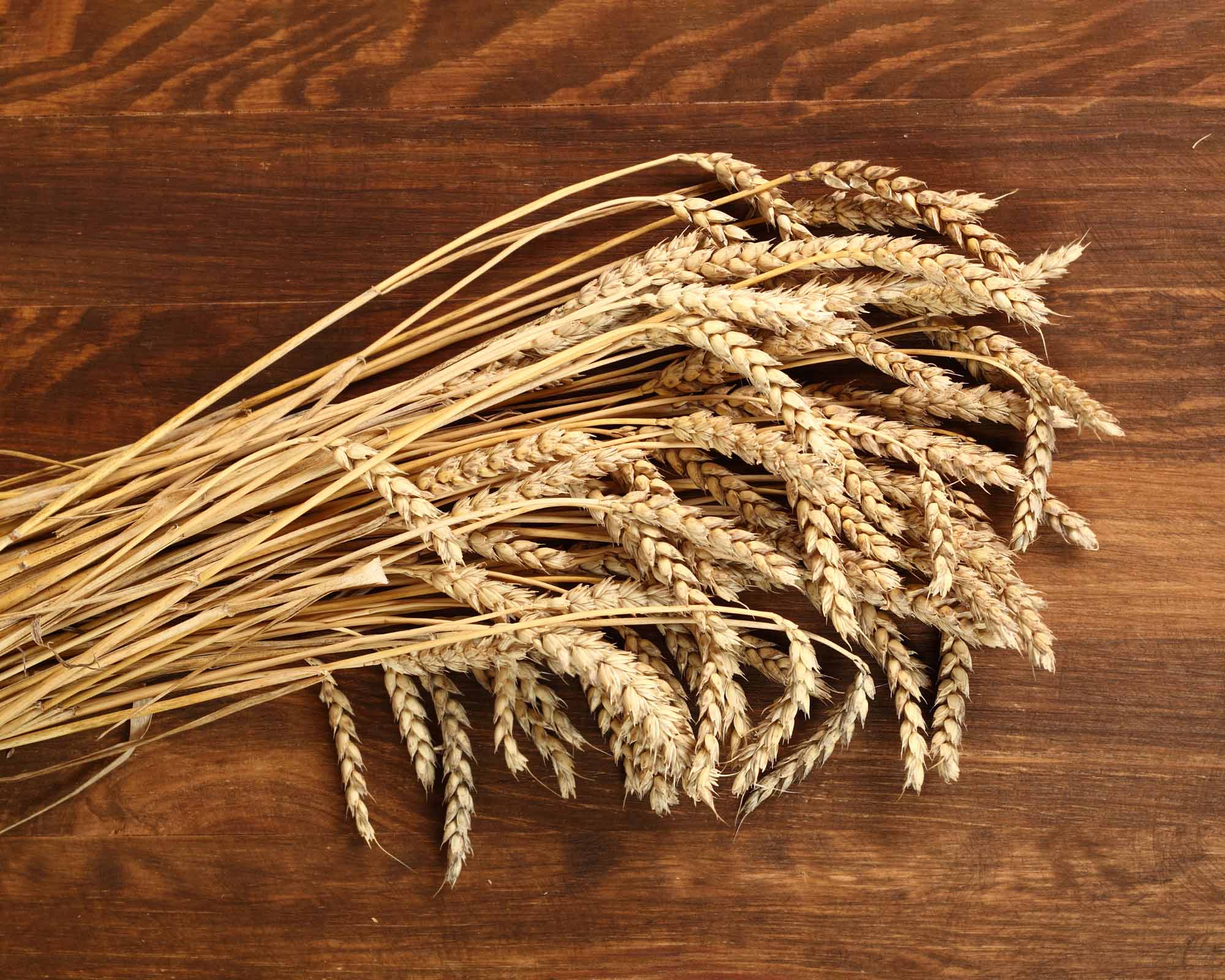 Semi di Spighe di grano - Franchi sementi - immagine 3