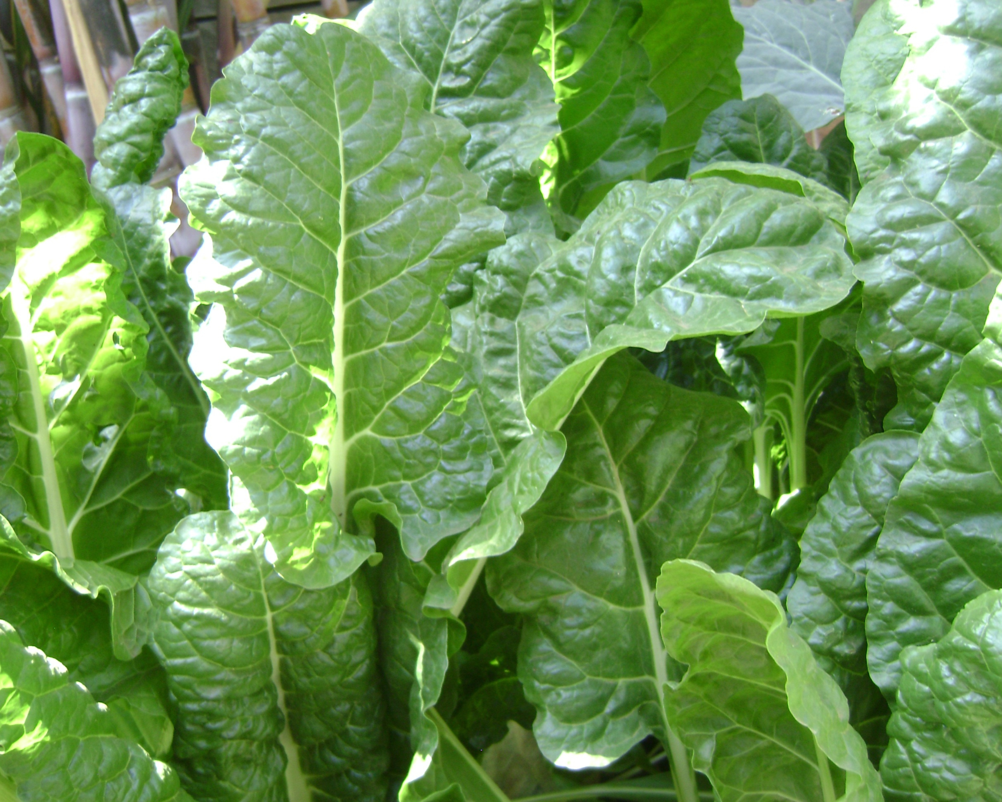 Semi di Spinacio Matador - Franchi sementi - immagine 3