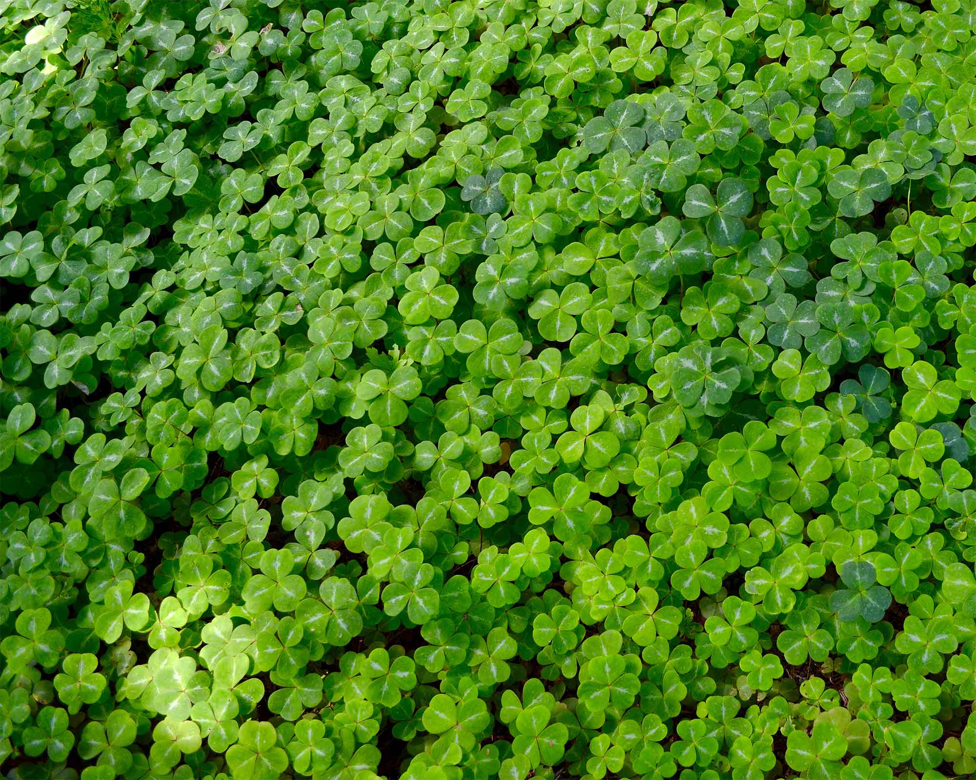 Semi di Trifoglio - Franchi sementi - immagine 3