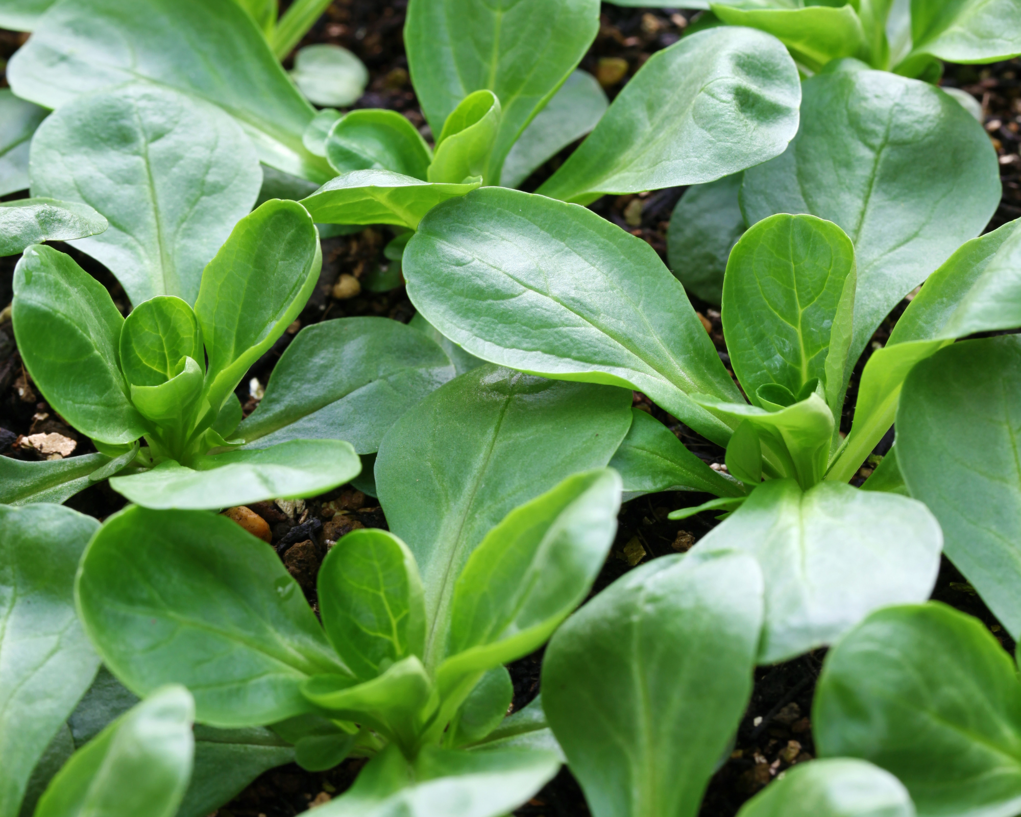 Semi di Valeriana D'orlanda a seme grosso - Franchi sementi - immagine 3