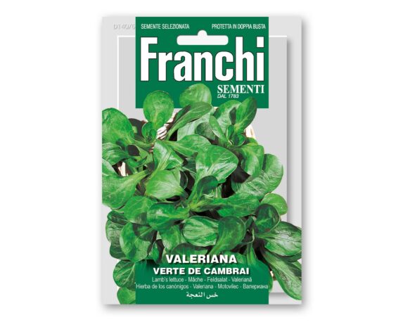 Semi di Valeriana Verte De Cambrai – Franchi sementi