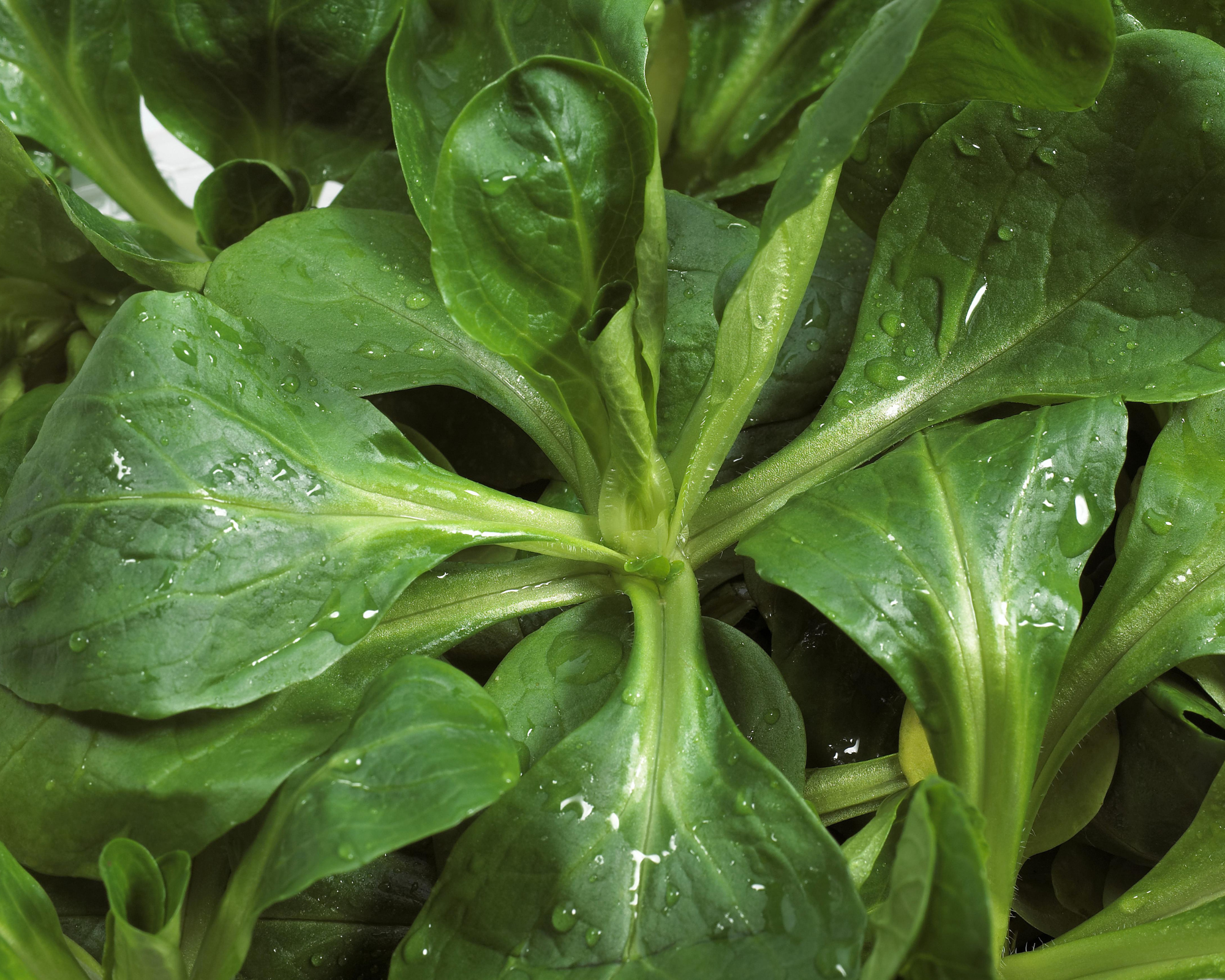 Semi di Valeriana Verte De Cambrai - Franchi sementi - immagine 3