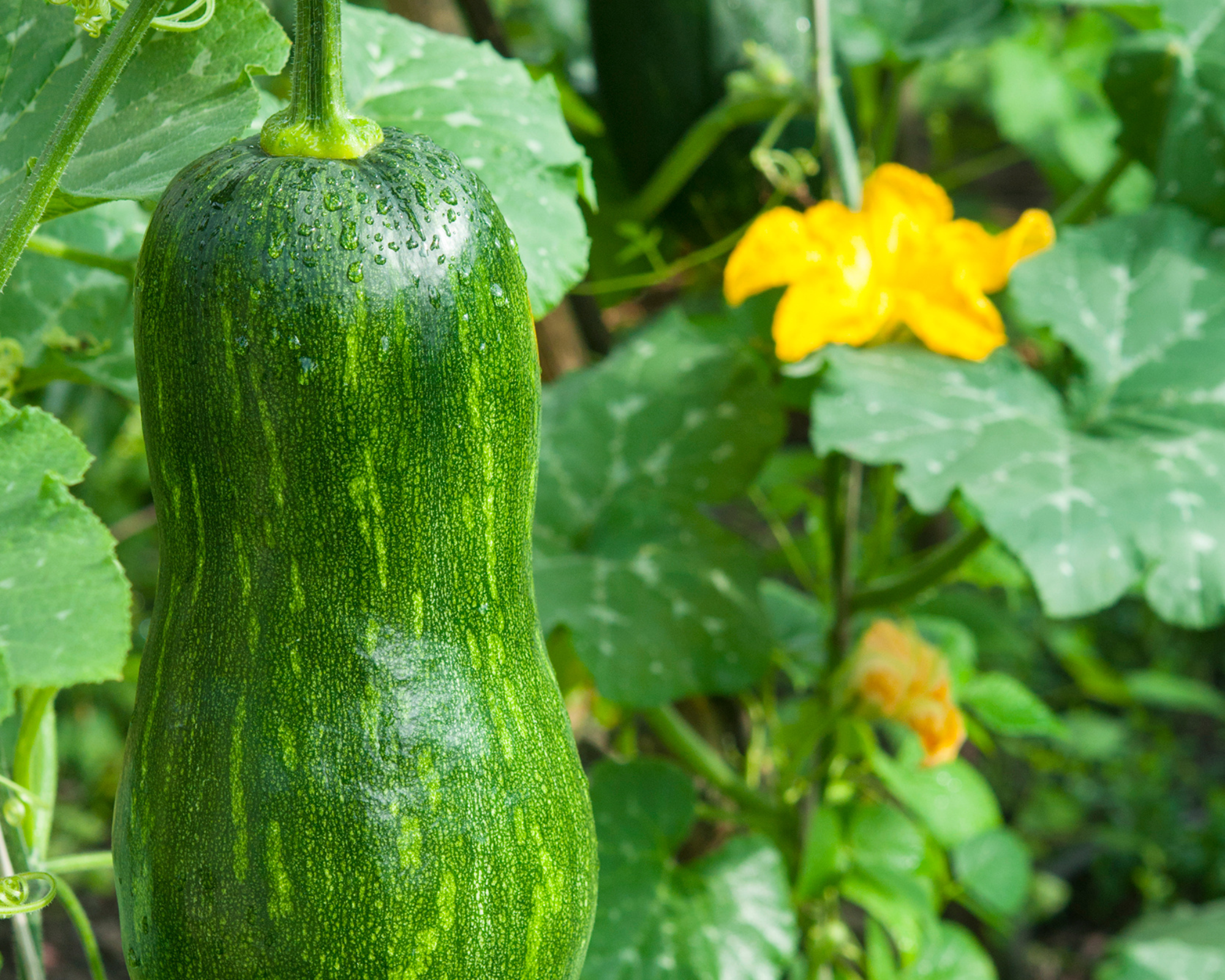 Semi di Zucca Lunga di Napoli - Franchi sementi - immagine 3
