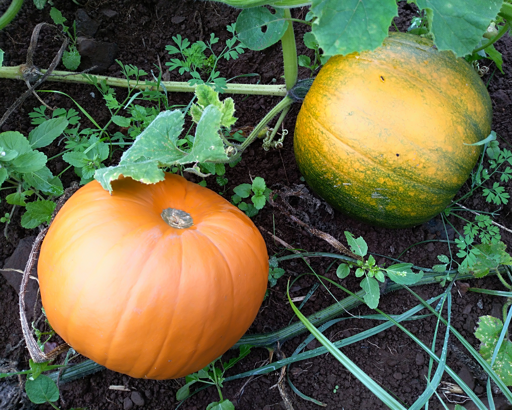 Semi di Zucca Quintale Giallo - Franchi sementi - immagine 3