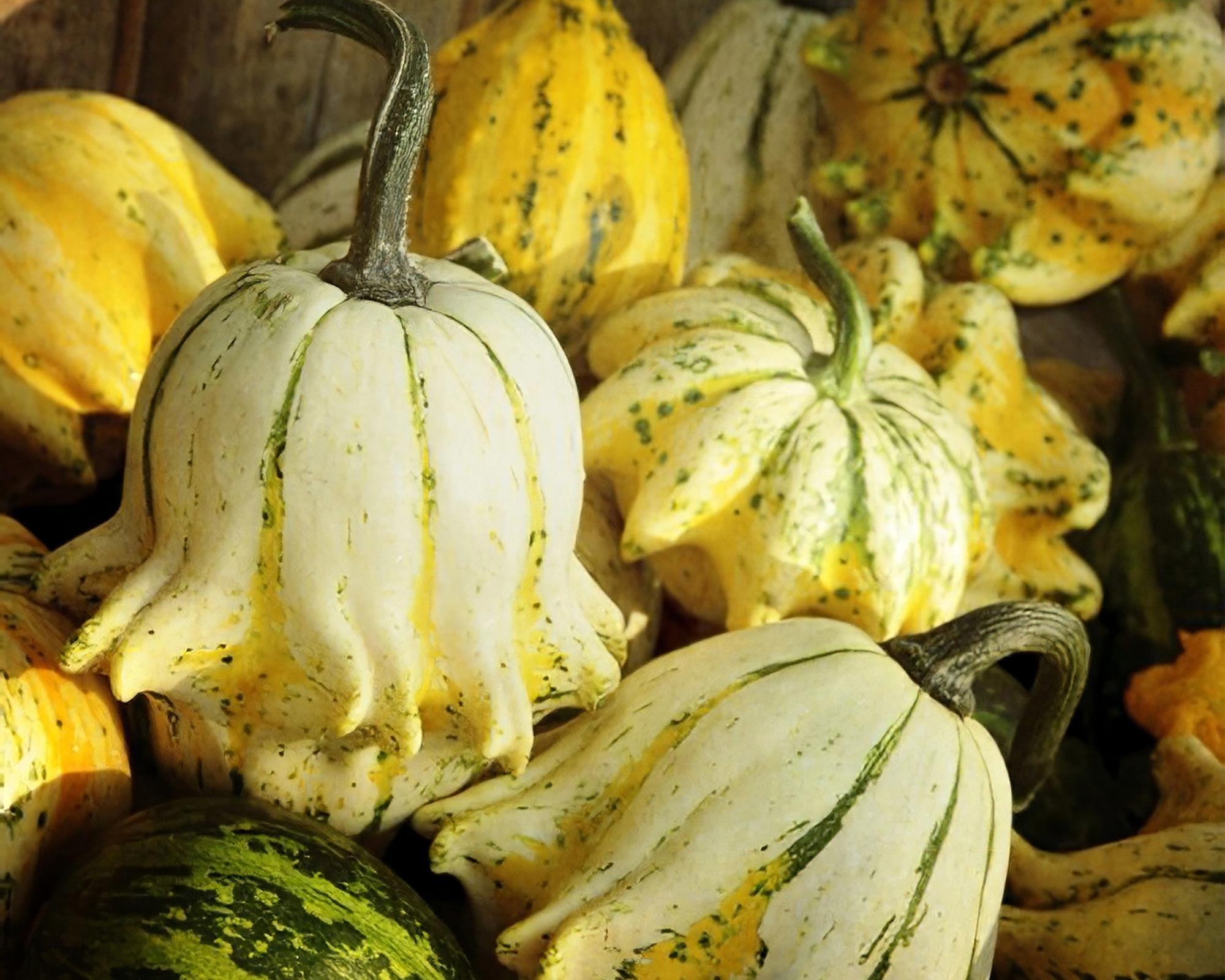 Semi di Zucchetta Ornamentale Crown of Thorns - Franchi sementi - immagine 3