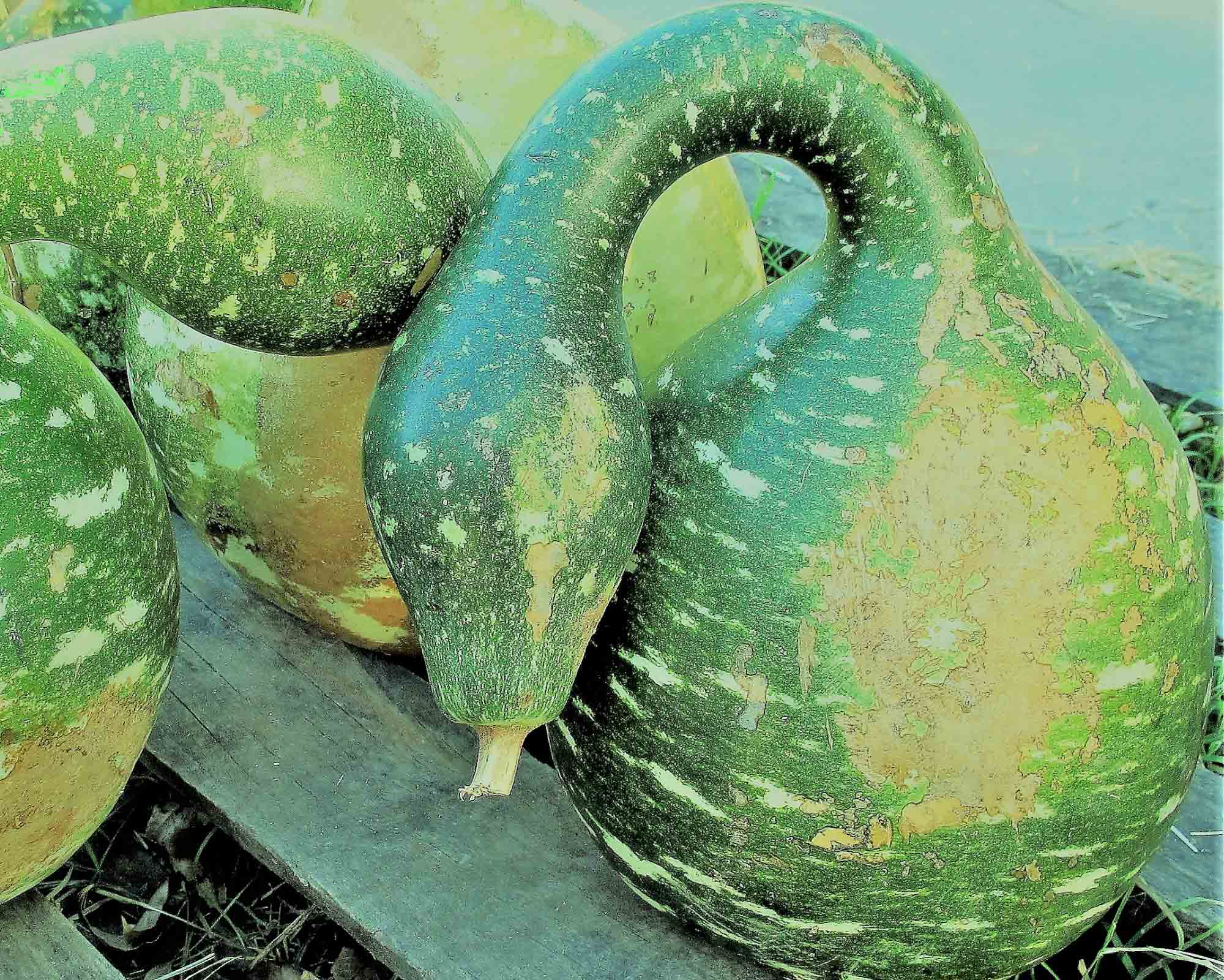 Semi di Zucchetta Large Fruit Speckled Swan - Franchi sementi - immagine 3