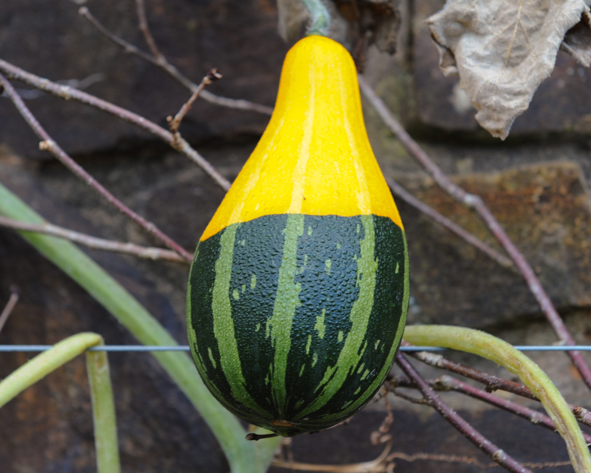 Semi di Zucchetta Ornamentale Small Fruited Pear - Franchi sementi - immagine 3