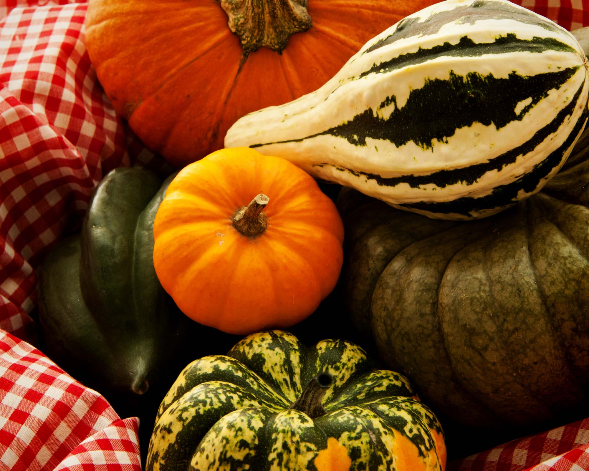 Semi di Zucchetta Ornamentale Small Fruited Mix - Franchi sementi - immagine 3