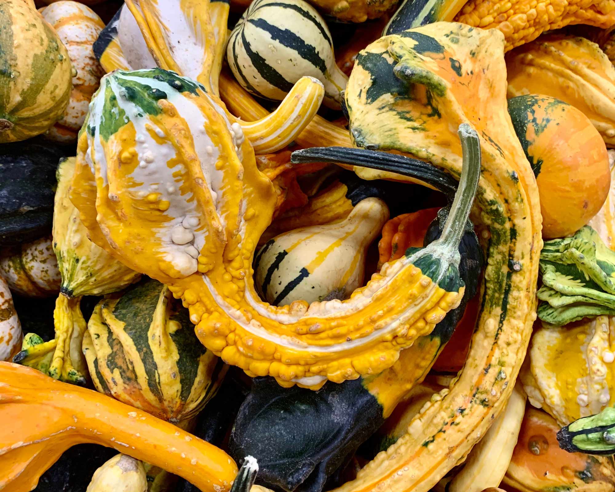 Semi di Zucchetta Ornamentale Small Indy Mixed - Franchi sementi - immagine 3