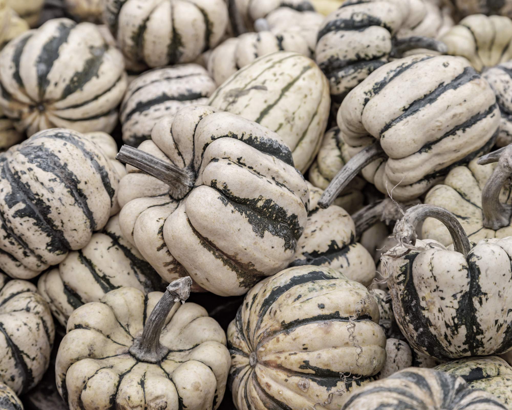 Semi di Zucchetta Ornamentale Small Sweet Dumpling - Franchi sementi - immagine 3