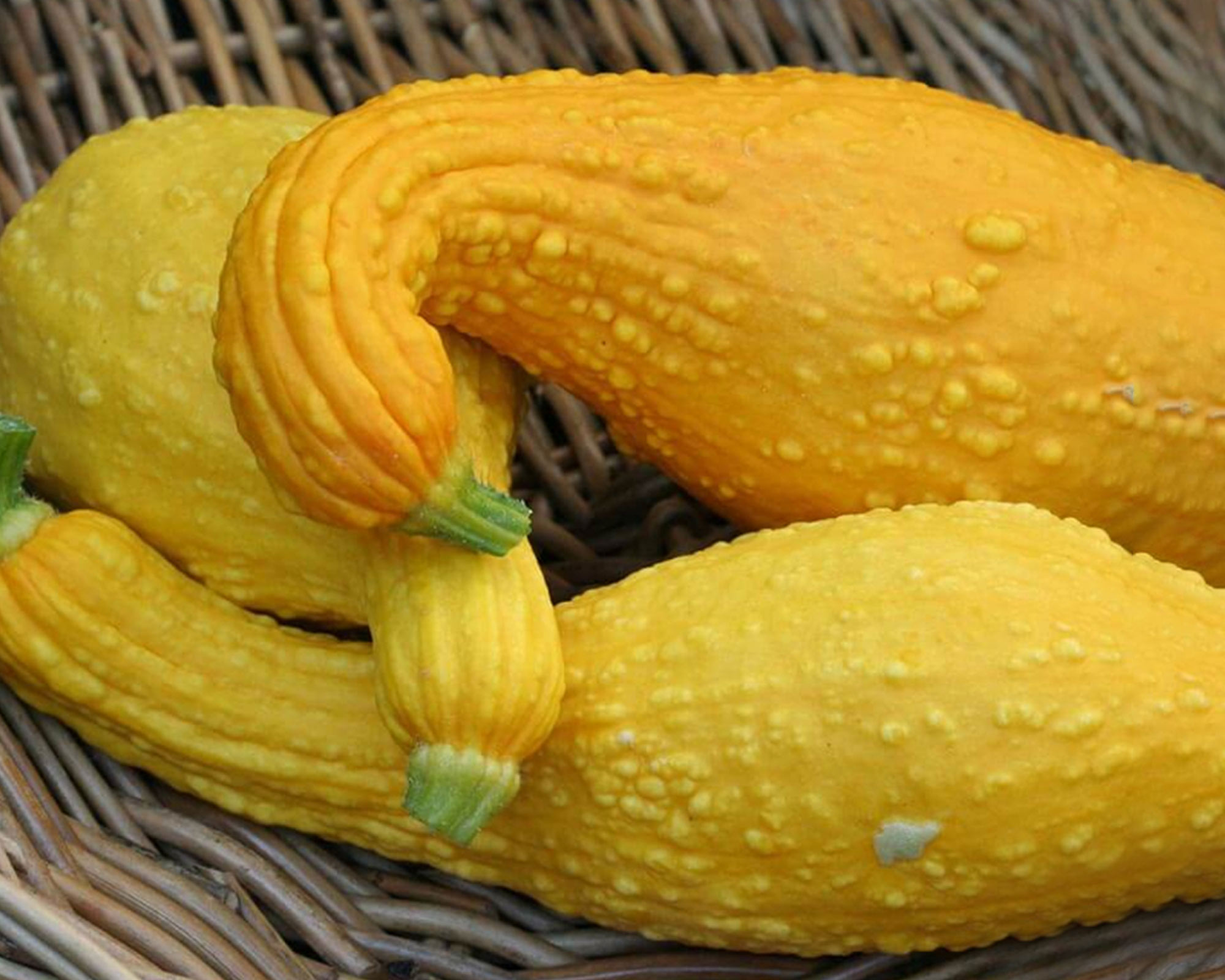 Semi di Zucchetta Ornamentale Small Yellow Crookneck - Franchi sementi - immagine 3