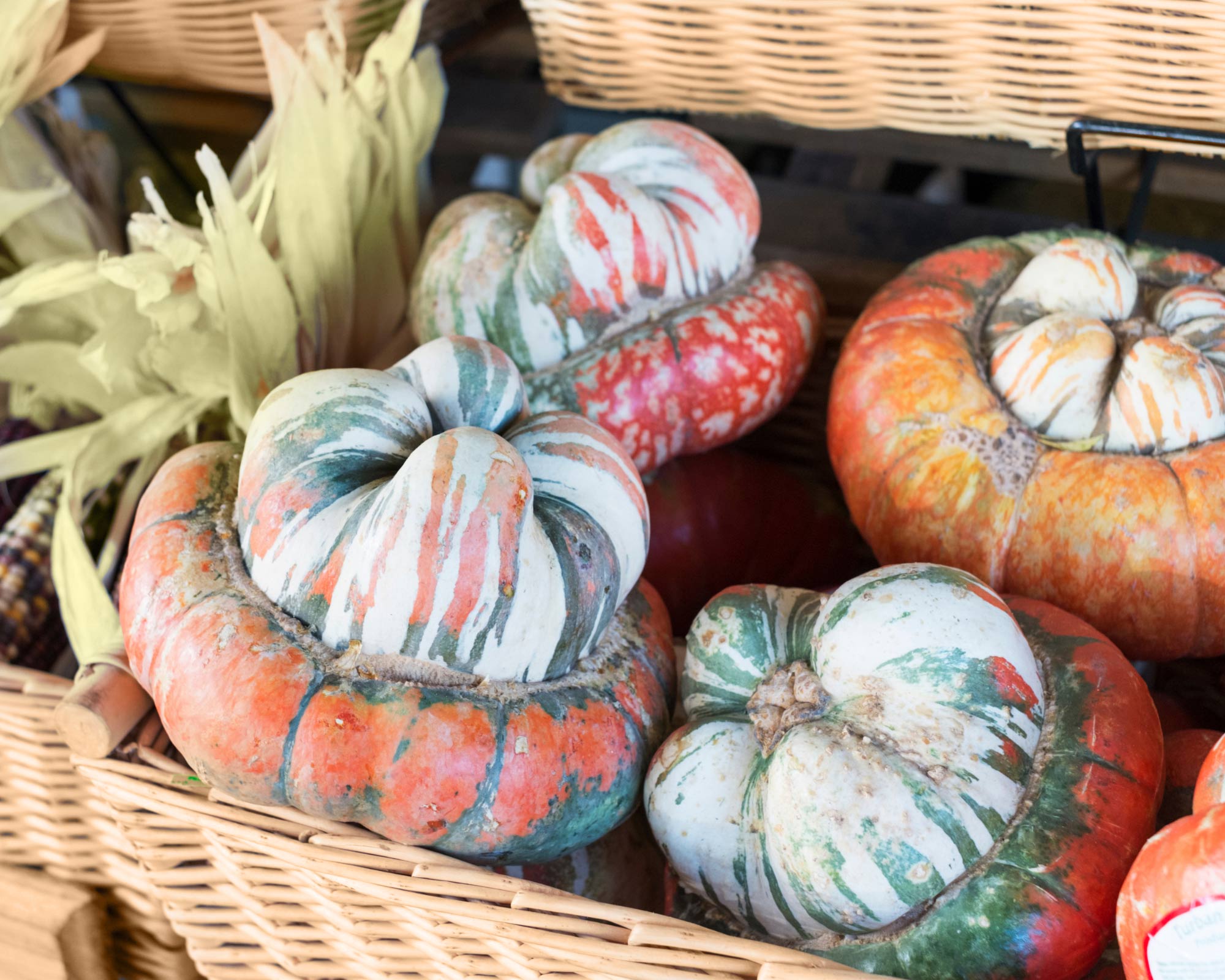 Semi di Zucchetta Ornamentale Turkish Turban - Franchi sementi - immagine 3