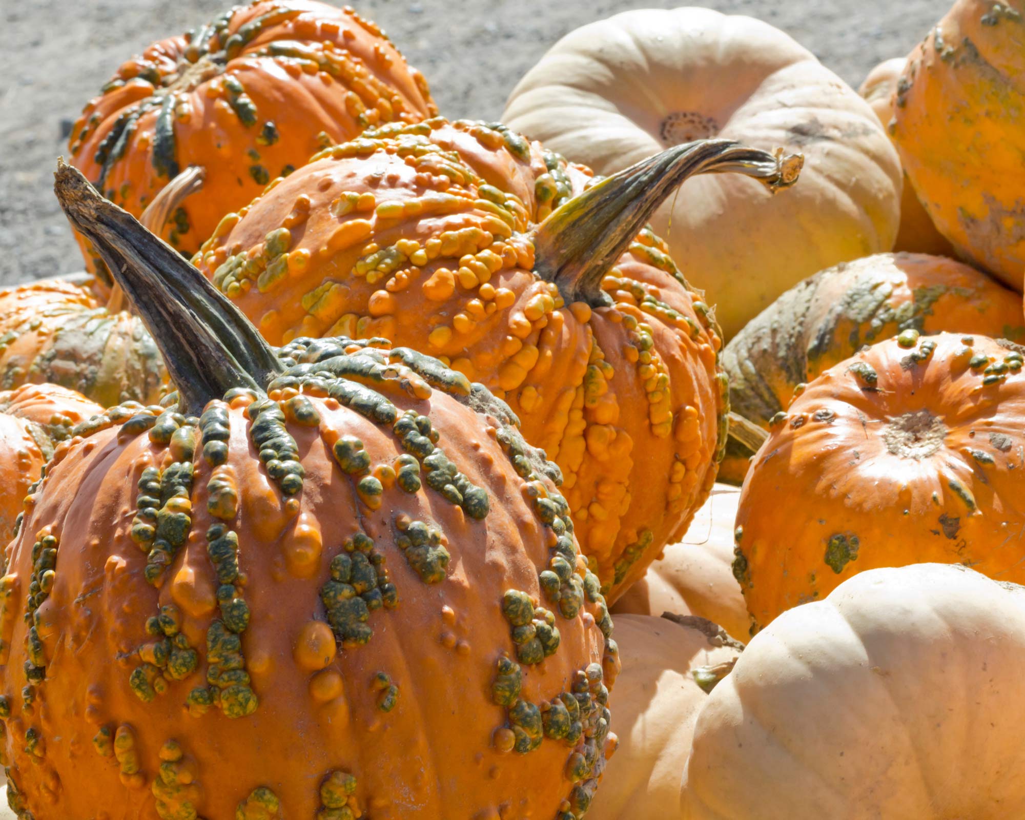 Semi di Zucchetta Ornamentale Verracusa - Franchi sementi - immagine 3