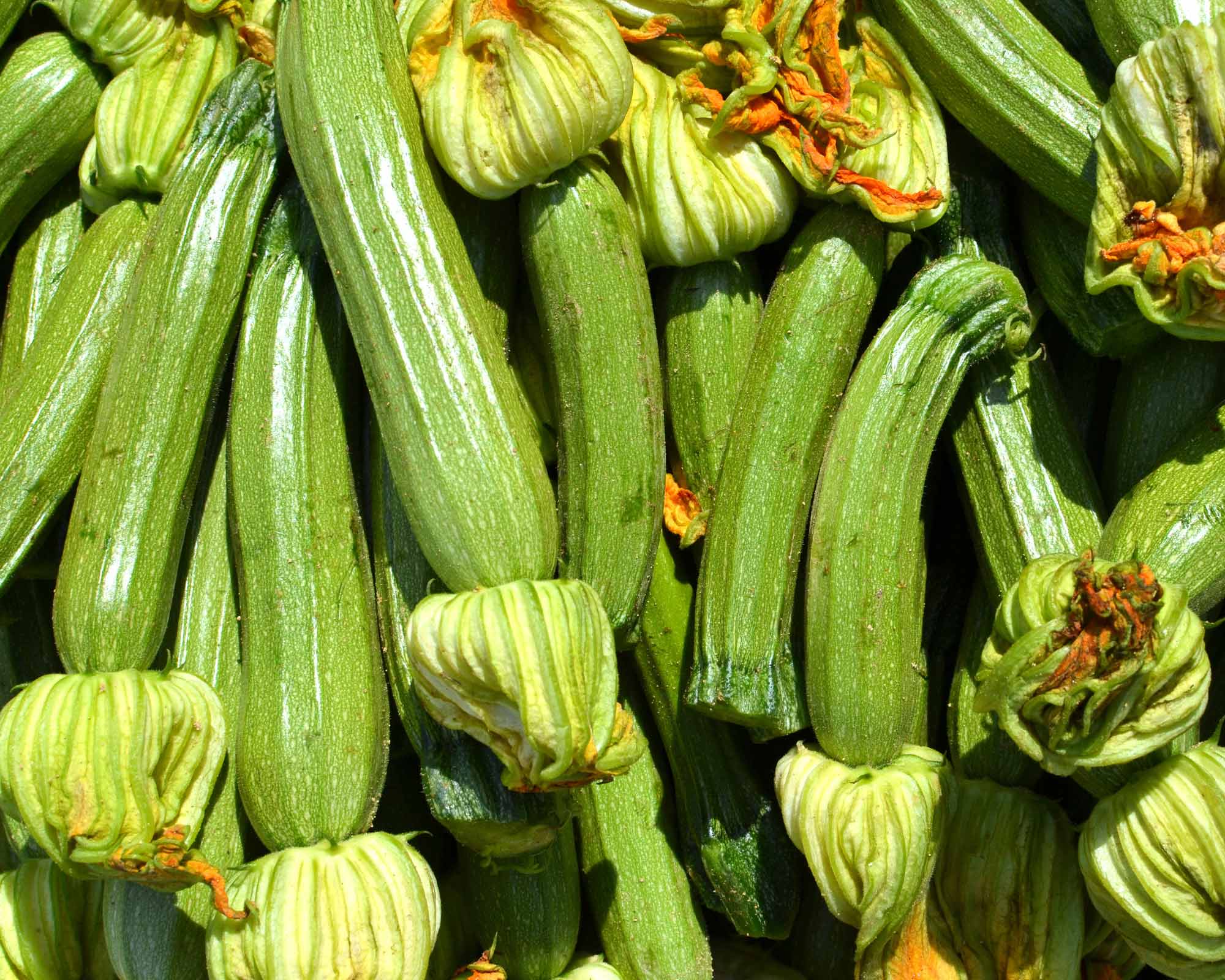 Semi di Zucchino Romanesco - Franchi sementi - immagine 3