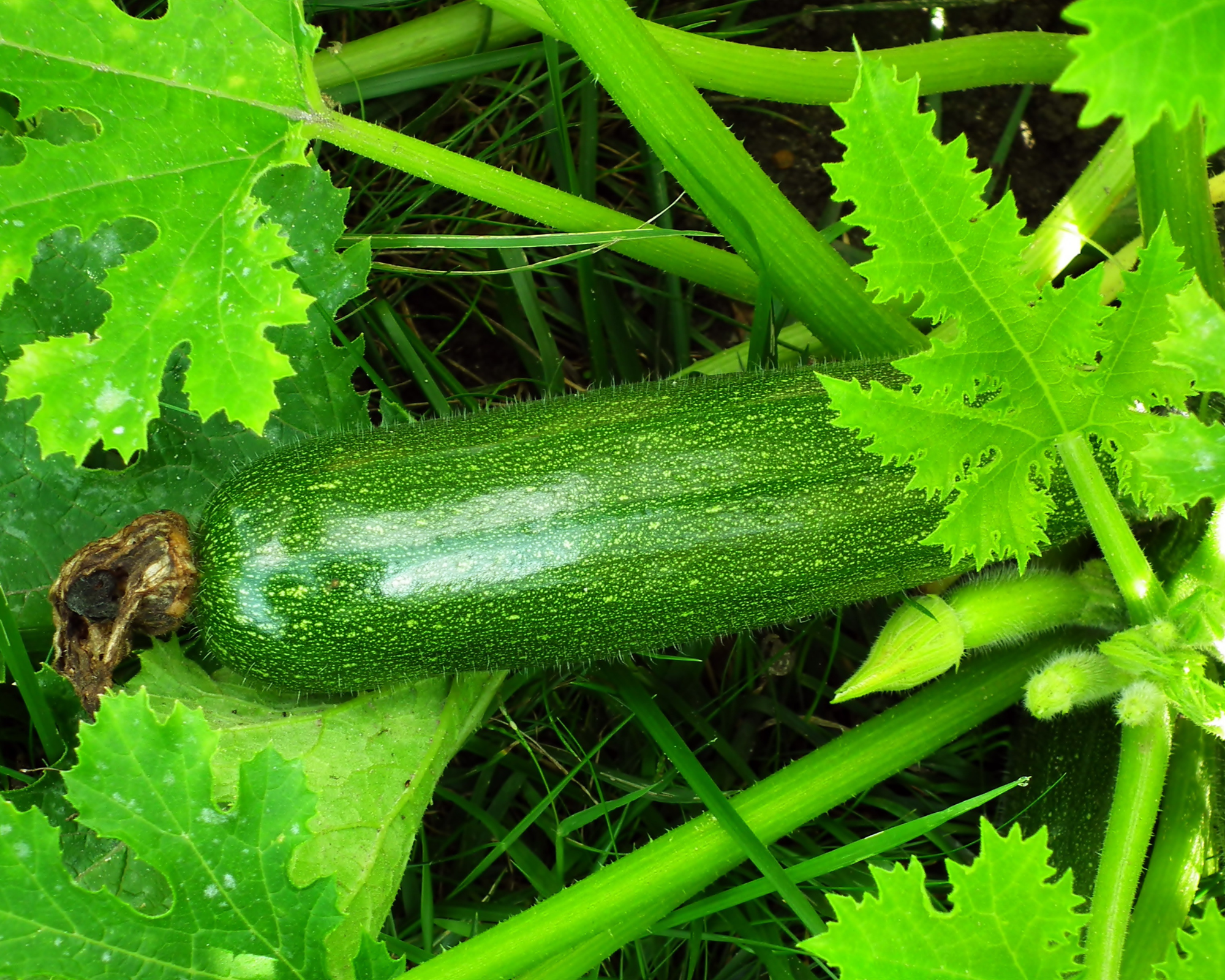 Semi di Zucchino Verde D'Italia - Franchi sementi - immagine 3