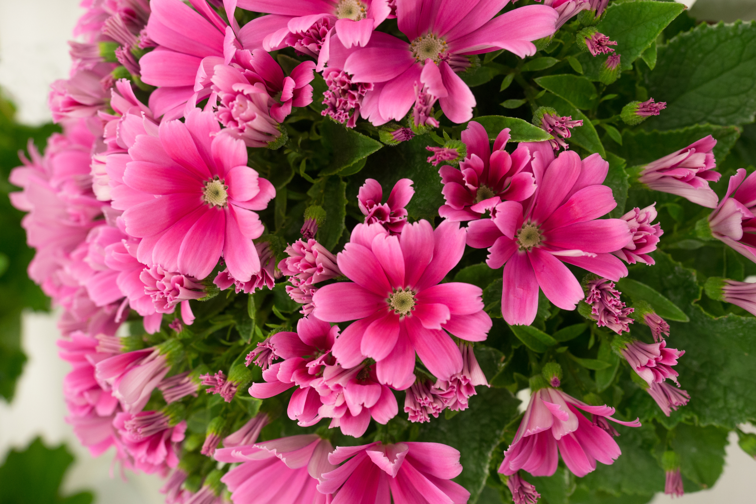 Semi di Cineraria Multicolor - Franchi sementi - immagine 3