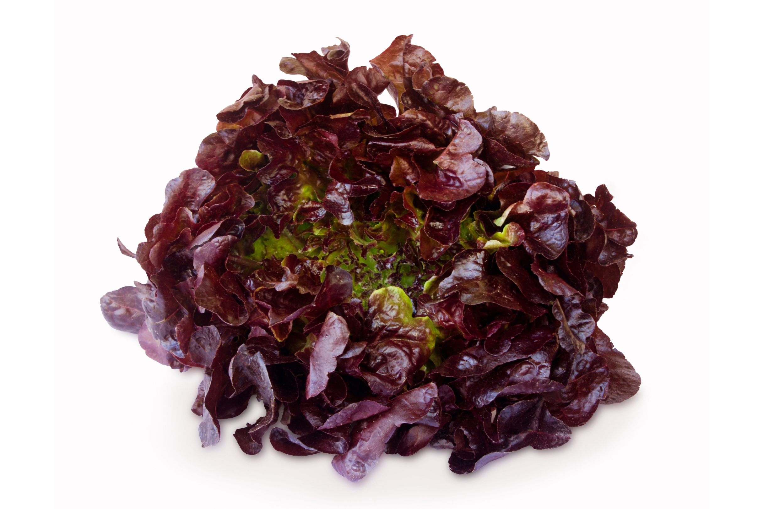 Semi di Lattuga Besson Rouge - Franchi sementi - immagine 3