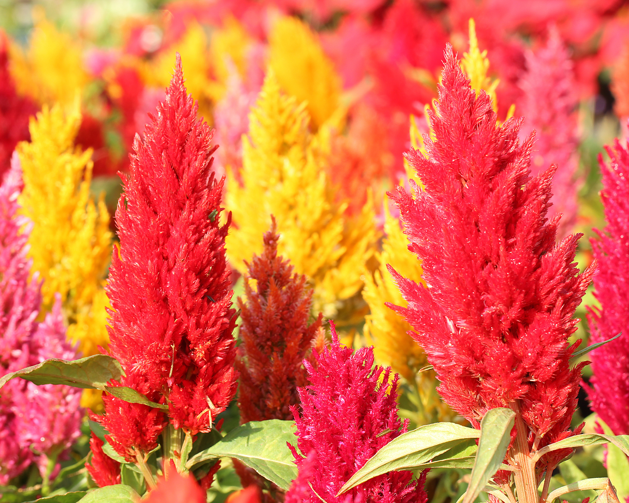 Semi di Celosia Plumosa Alta - Franchi sementi - immagine 3