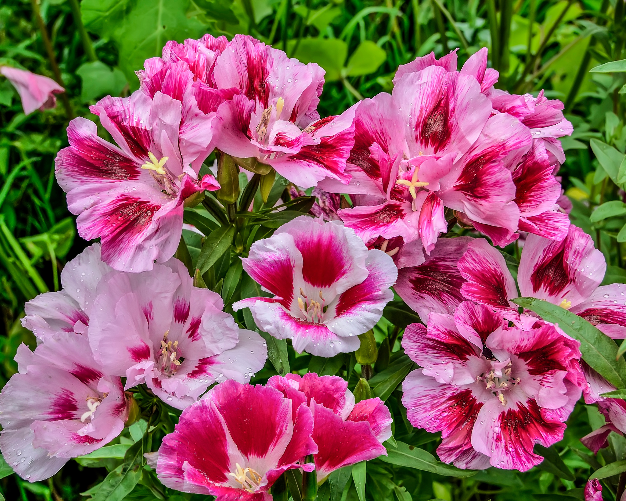 Semi di Godezia Fior D'Azalea - Franchi sementi - immagine 3