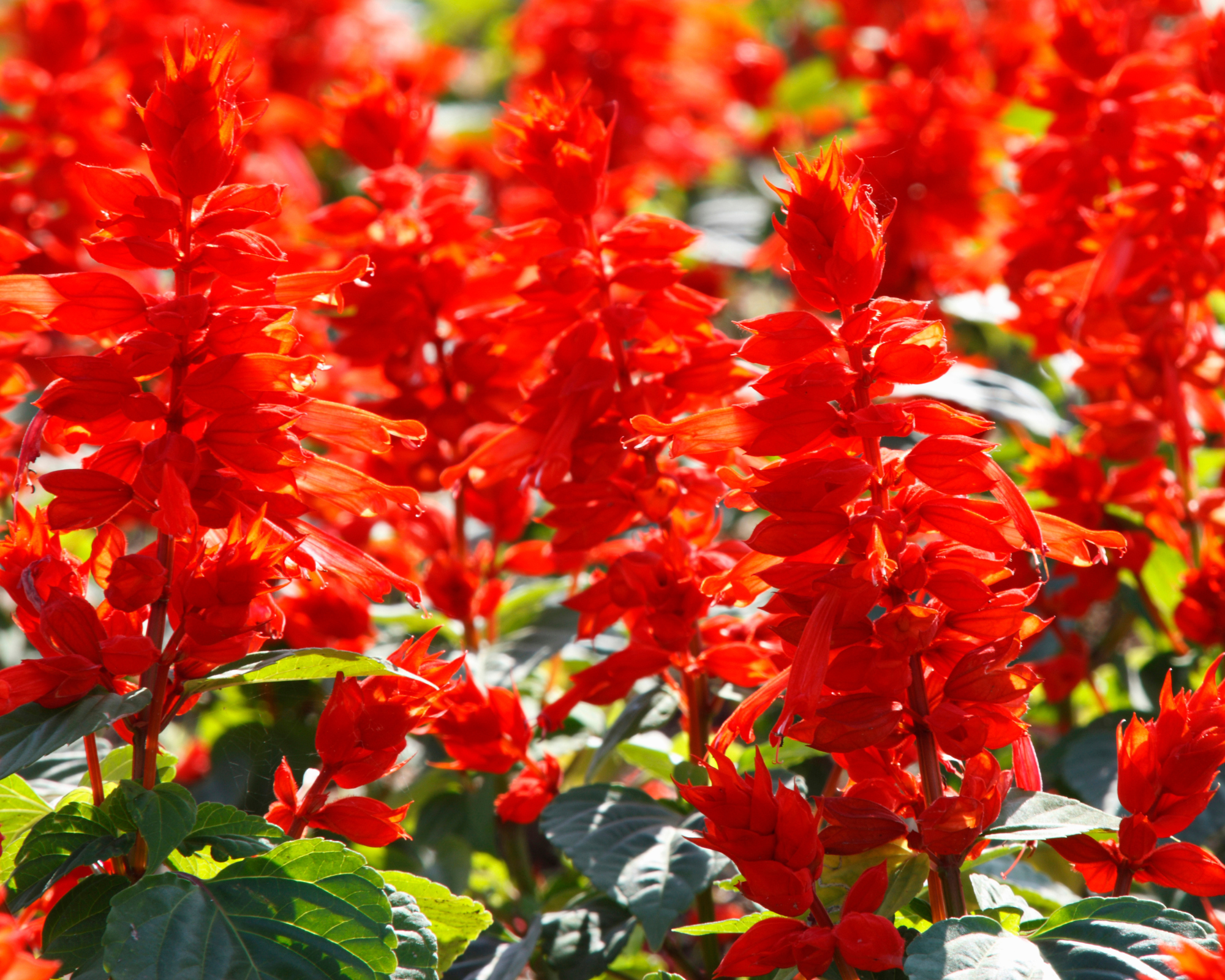 Semi di Salvia Splendida Nana Incendio - Franchi sementi - immagine 3