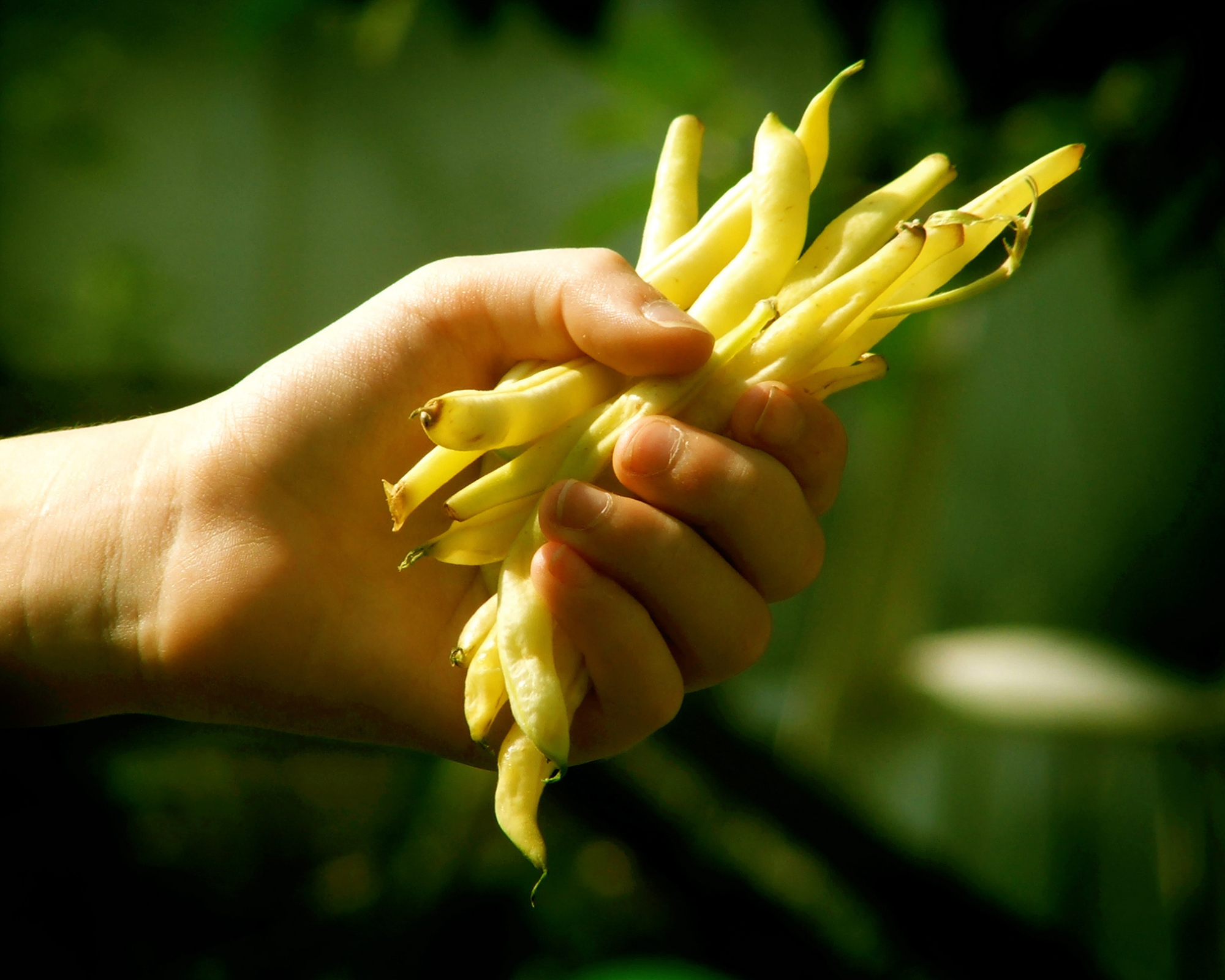 Semi di Fagiolo Nano Scala - Franchi sementi - immagine 3
