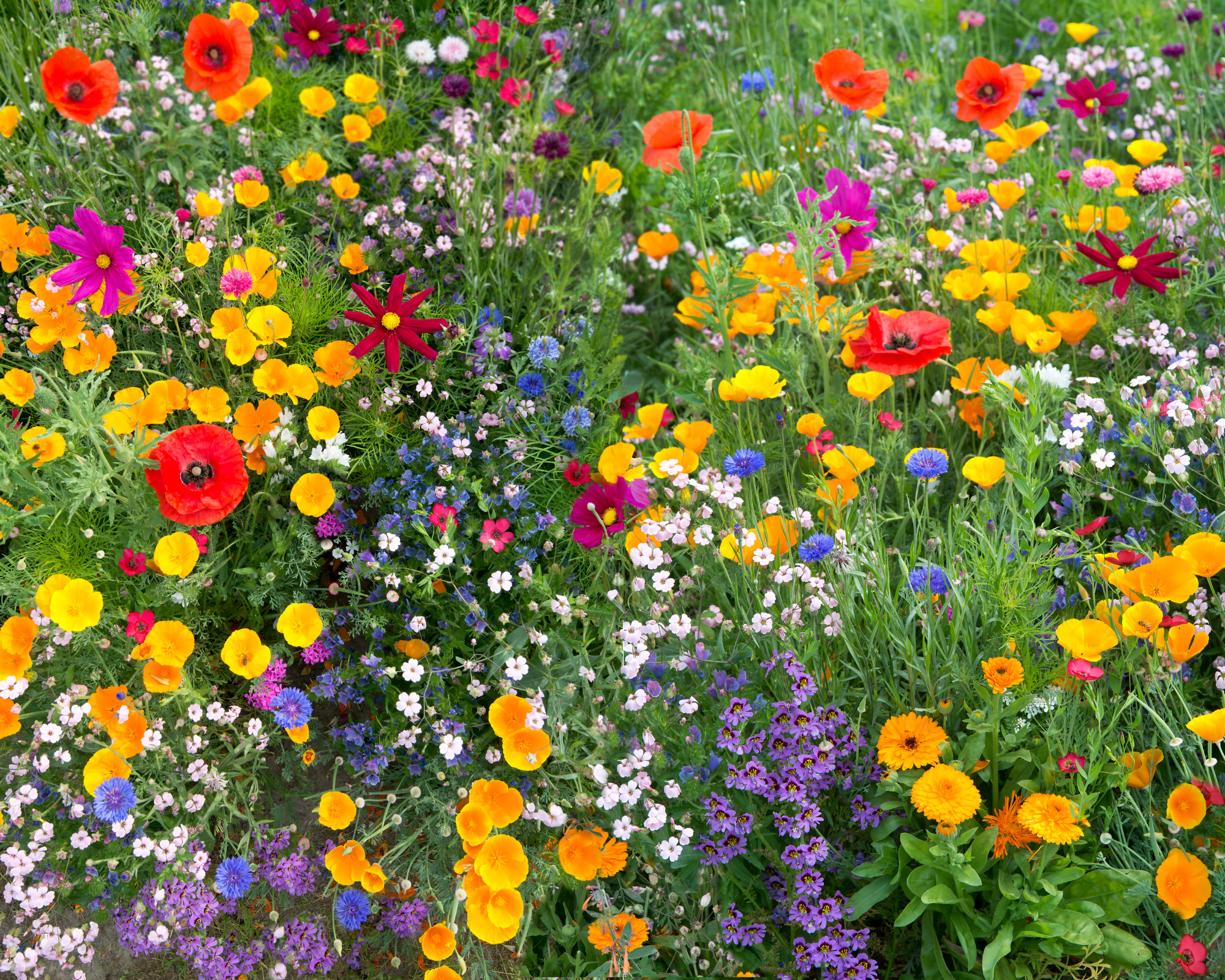 Semi di Fiori Annuali a Lungo Stelo - Franchi sementi - immagine 3