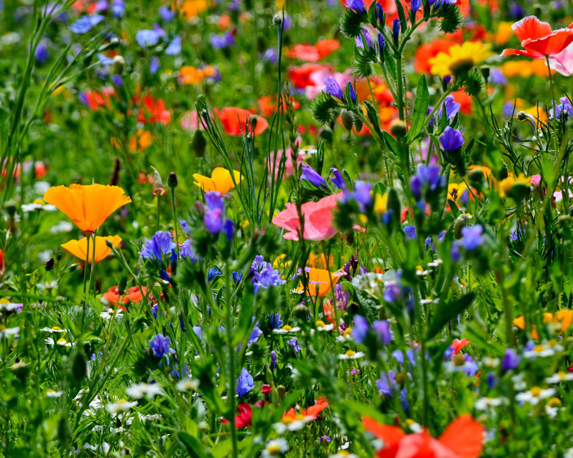 Semi di Prato Giapponese Multicolor - Franchi sementi - immagine 3