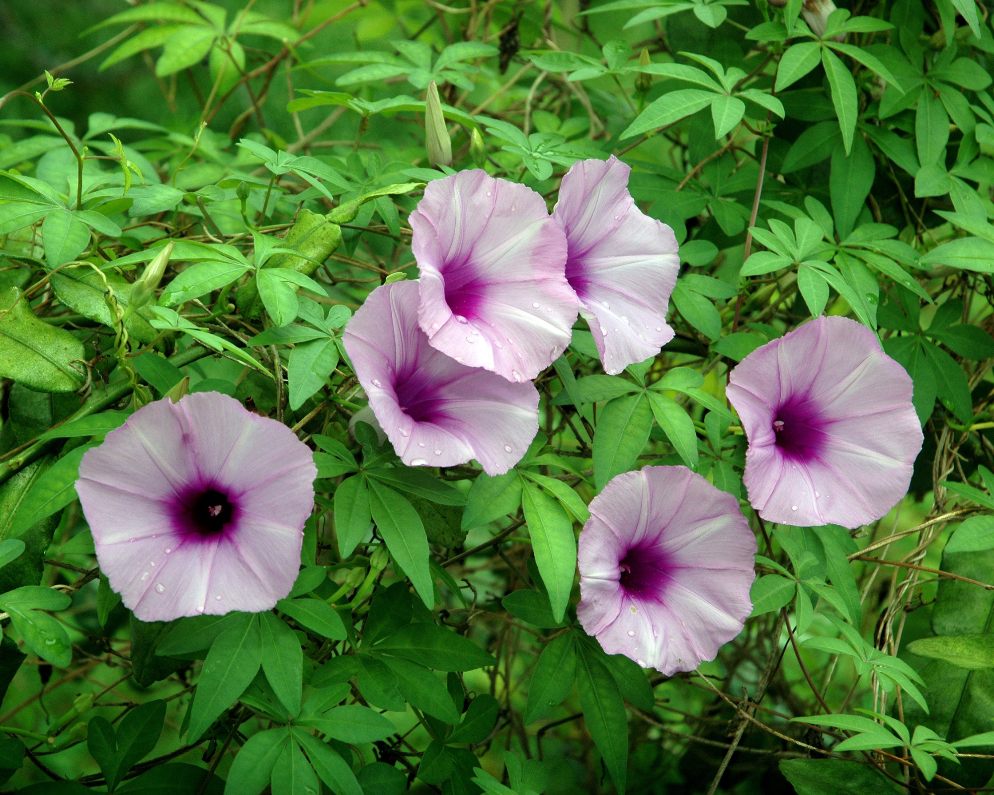 Semi di Convolvolo o Bella di Giorno Multicolor - Franchi sementi - immagine 3