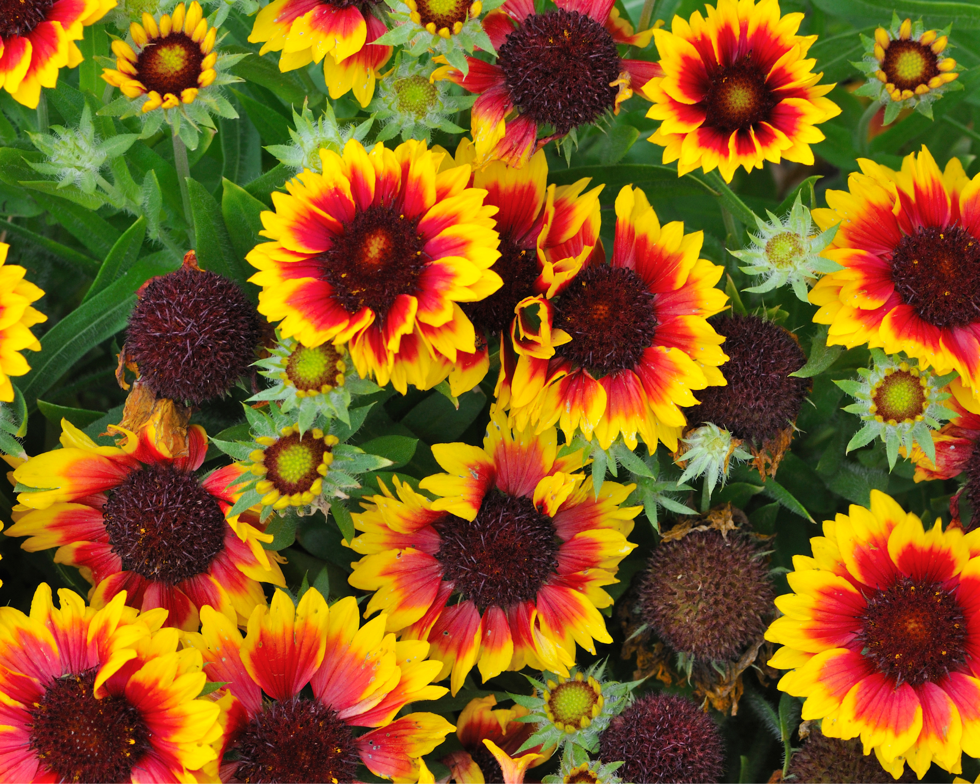 Semi di Gaillardia Grandiflora Multicolor - Franchi sementi - immagine 3