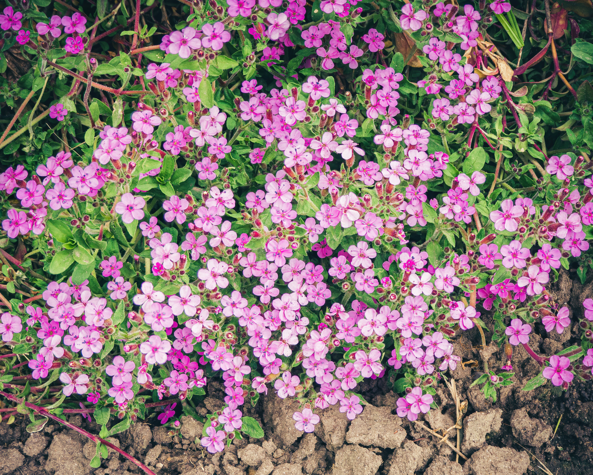 Semi di Saponaria Rosa - Franchi sementi - immagine 3