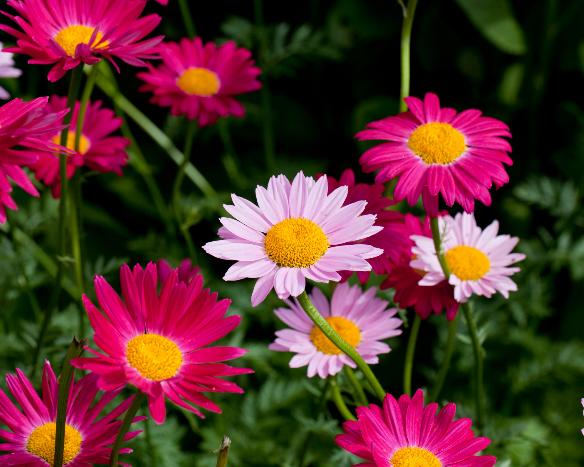 Semi di Piretro Robinson's Multicolor - Franchi sementi - immagine 3