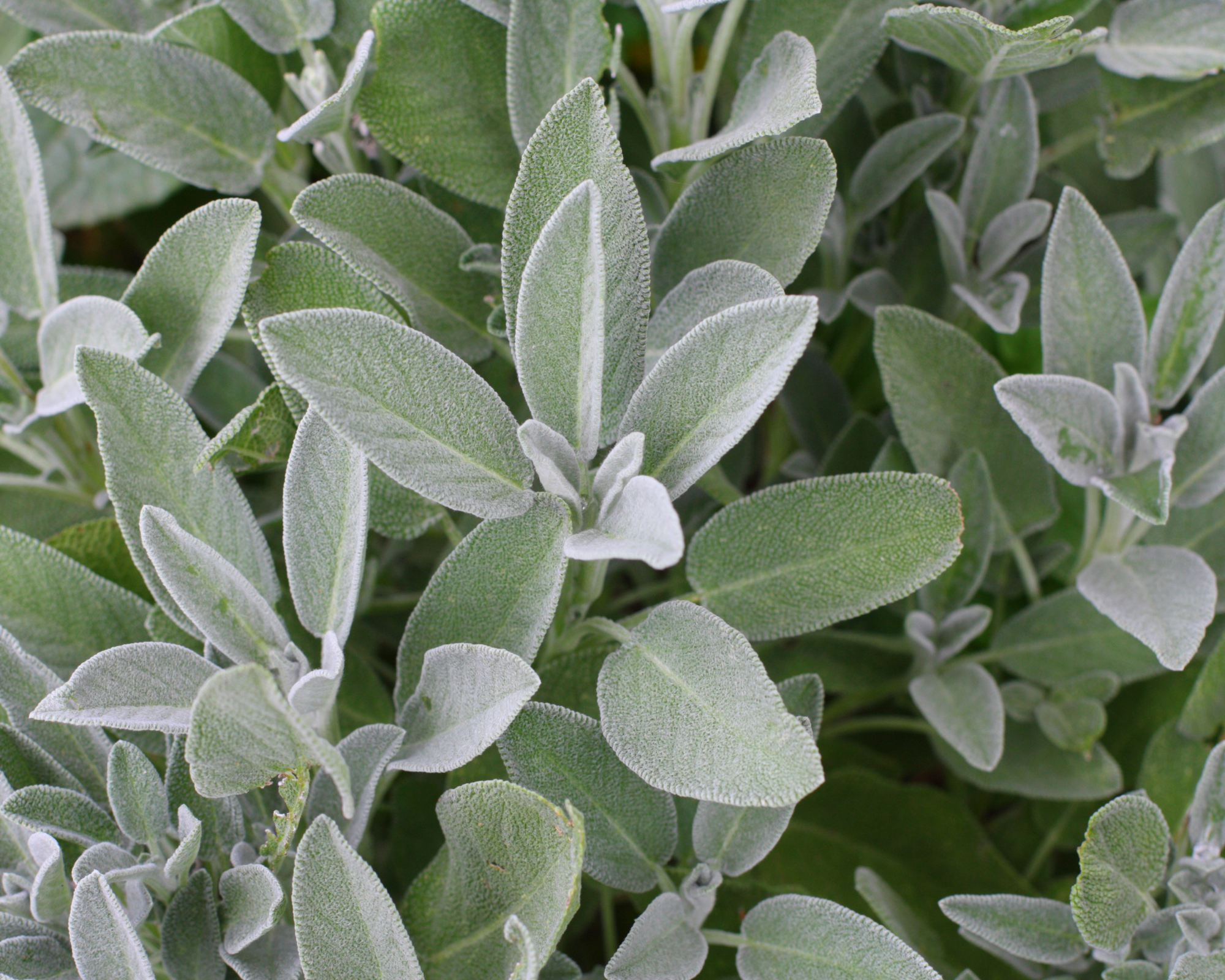 Semi di Salvia Officinale - Franchi sementi - immagine 3