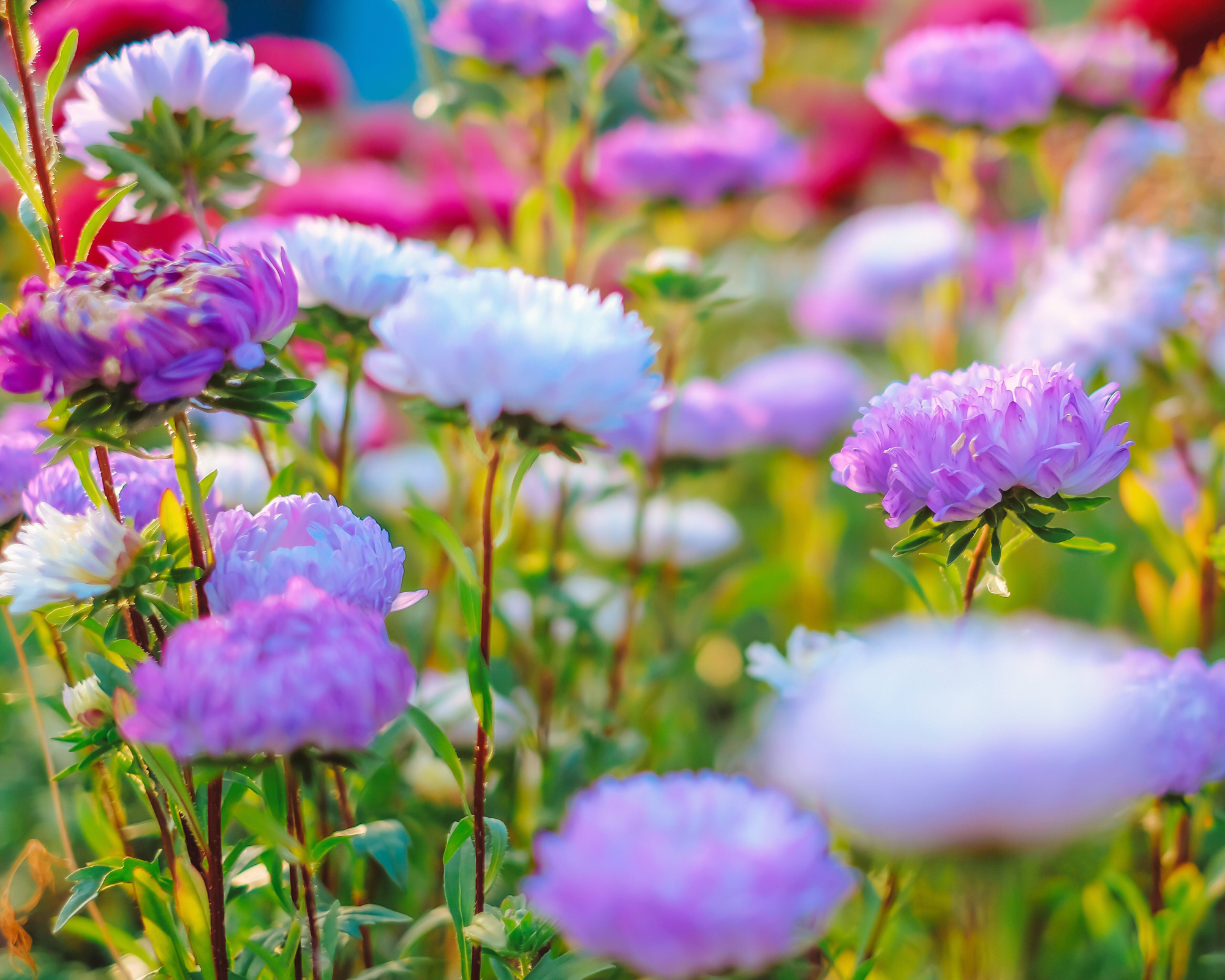 Mix Semi di Astro Nano Merveille - Franchi sementi - immagine 3