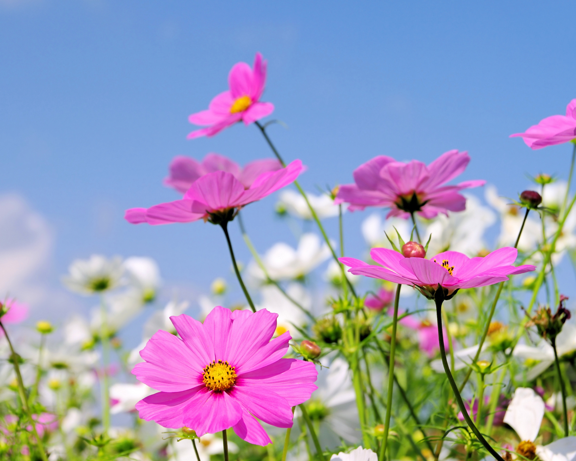 Semi di Cosmea Bipinnatus Multicolor - Franchi sementi - immagine 3