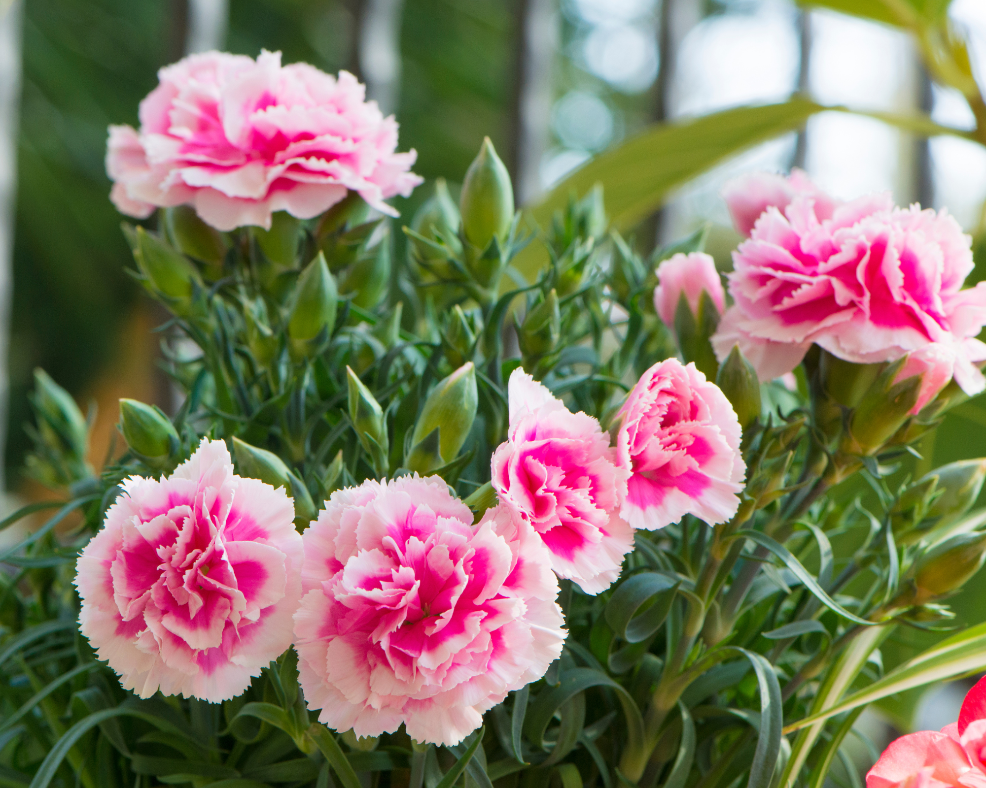 Semi di Garofano Chabaud Multicolor - Franchi sementi - immagine 3