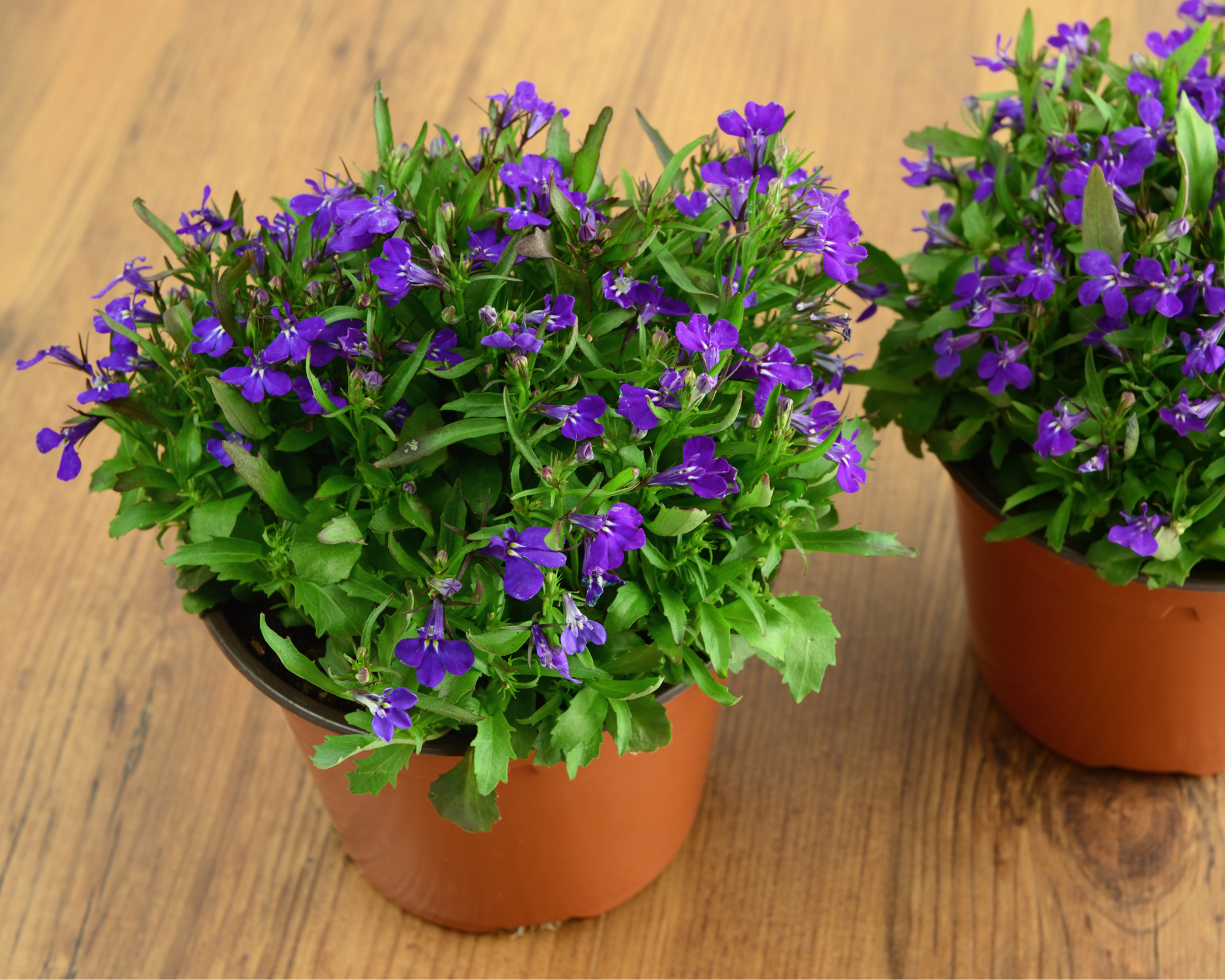 Semi di Lobelia Nana Crystal Palace - Franchi sementi - immagine 3